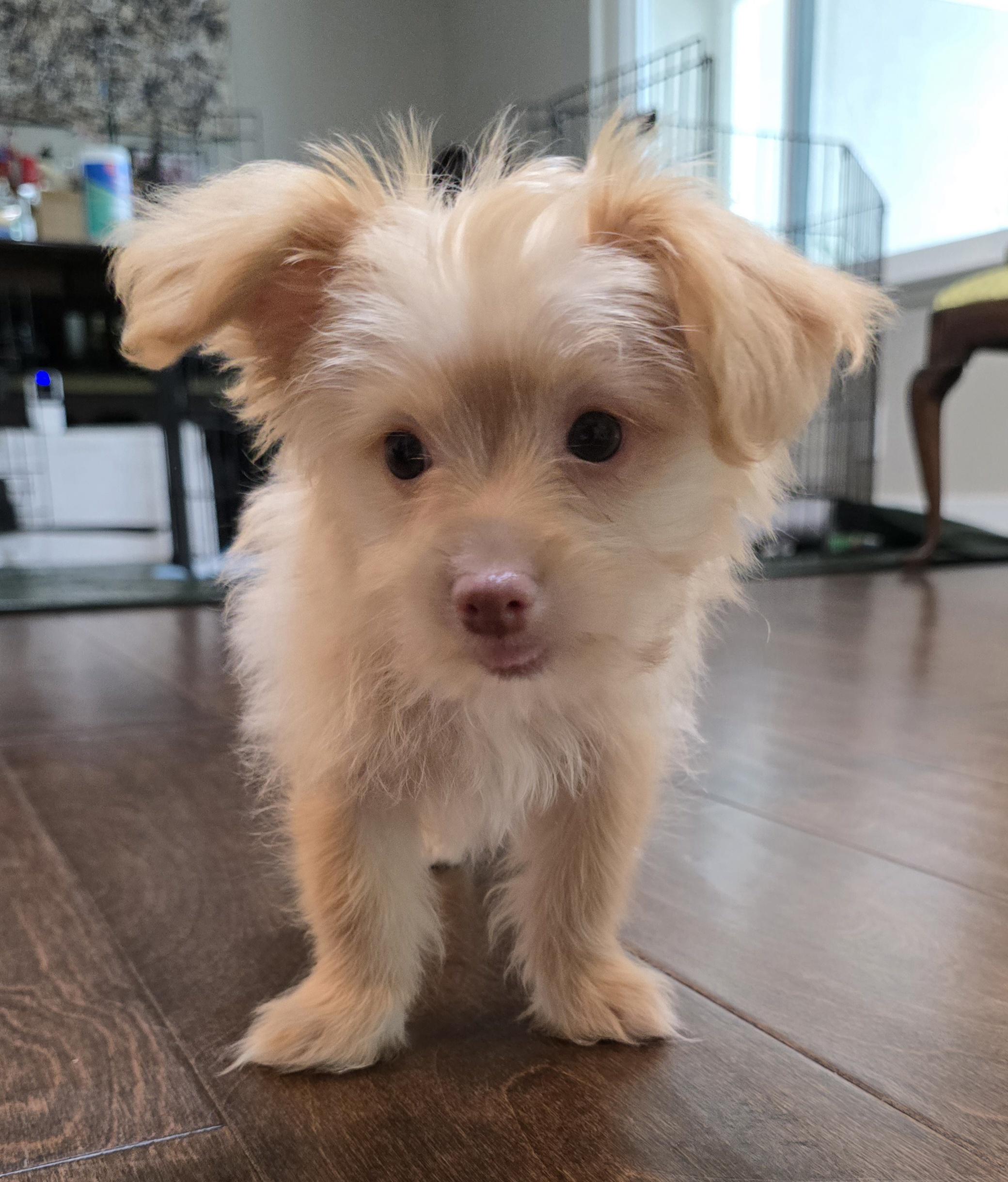 Bam Bam (The Flinstones), ADOPTABLE, Puppy Male Chihuahua.