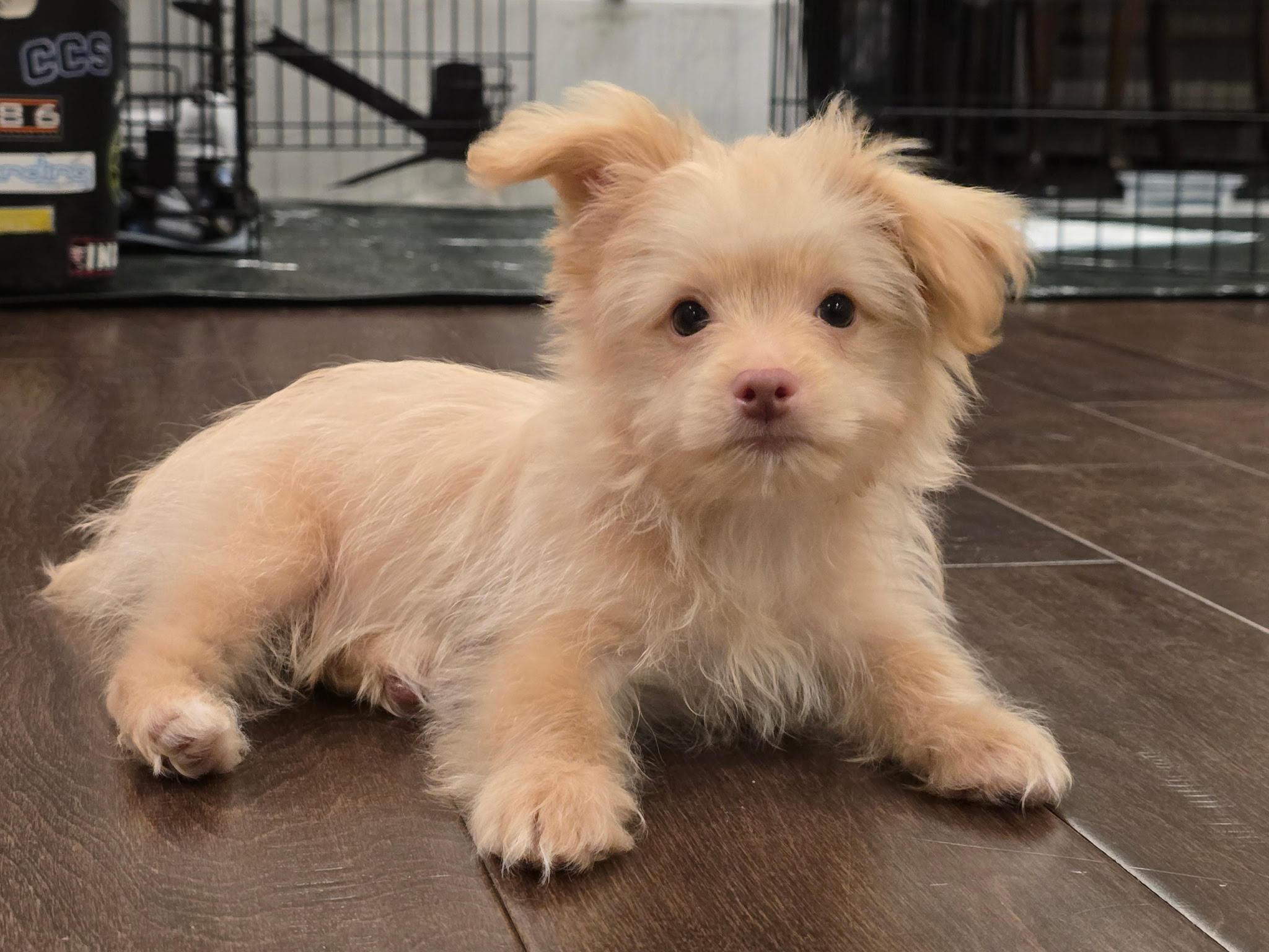 Bam Bam (The Flinstones), ADOPTABLE, Puppy Male Chihuahua.