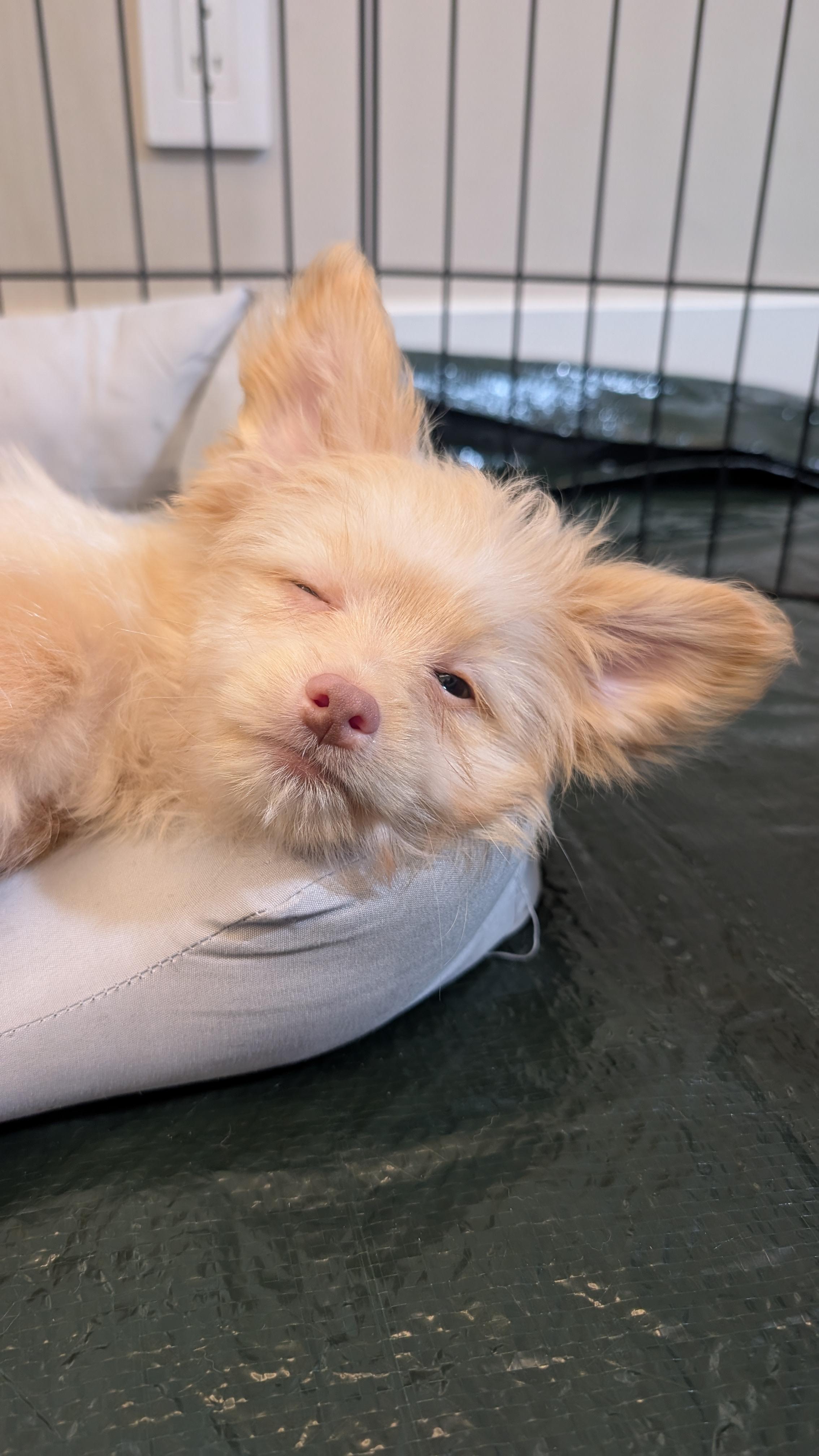 Bam Bam (The Flinstones), a ADOPTABLE mixed breed in Redwood City, CA image 6/6