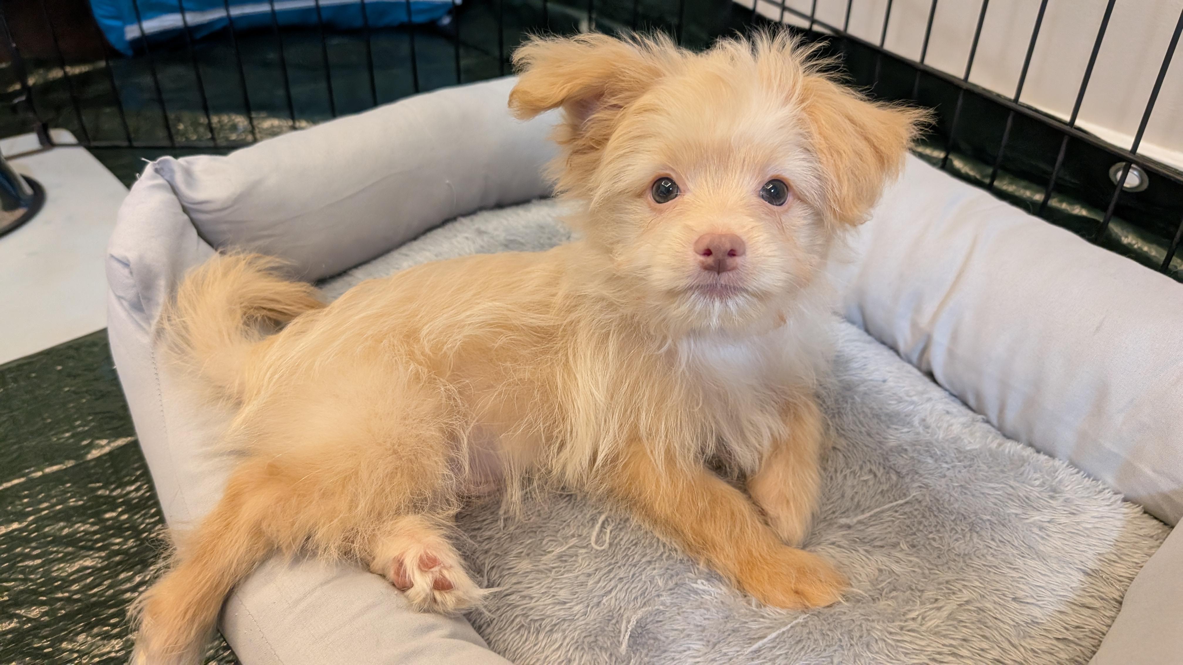 Bam Bam (The Flinstones), a ADOPTABLE mixed breed in Redwood City, CA image 5/6