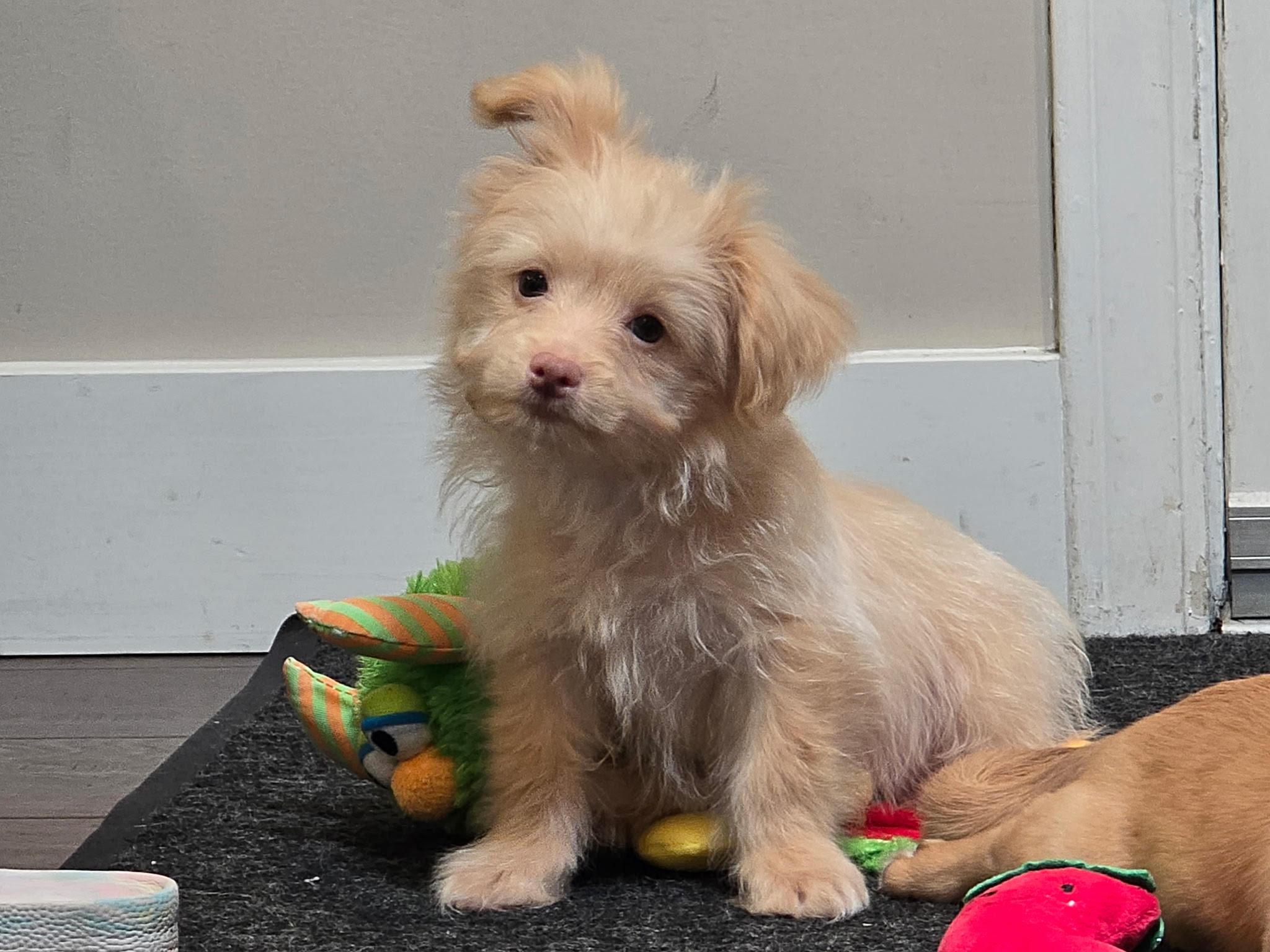 Bam Bam (The Flinstones), a ADOPTABLE mixed breed in Redwood City, CA image 6/6