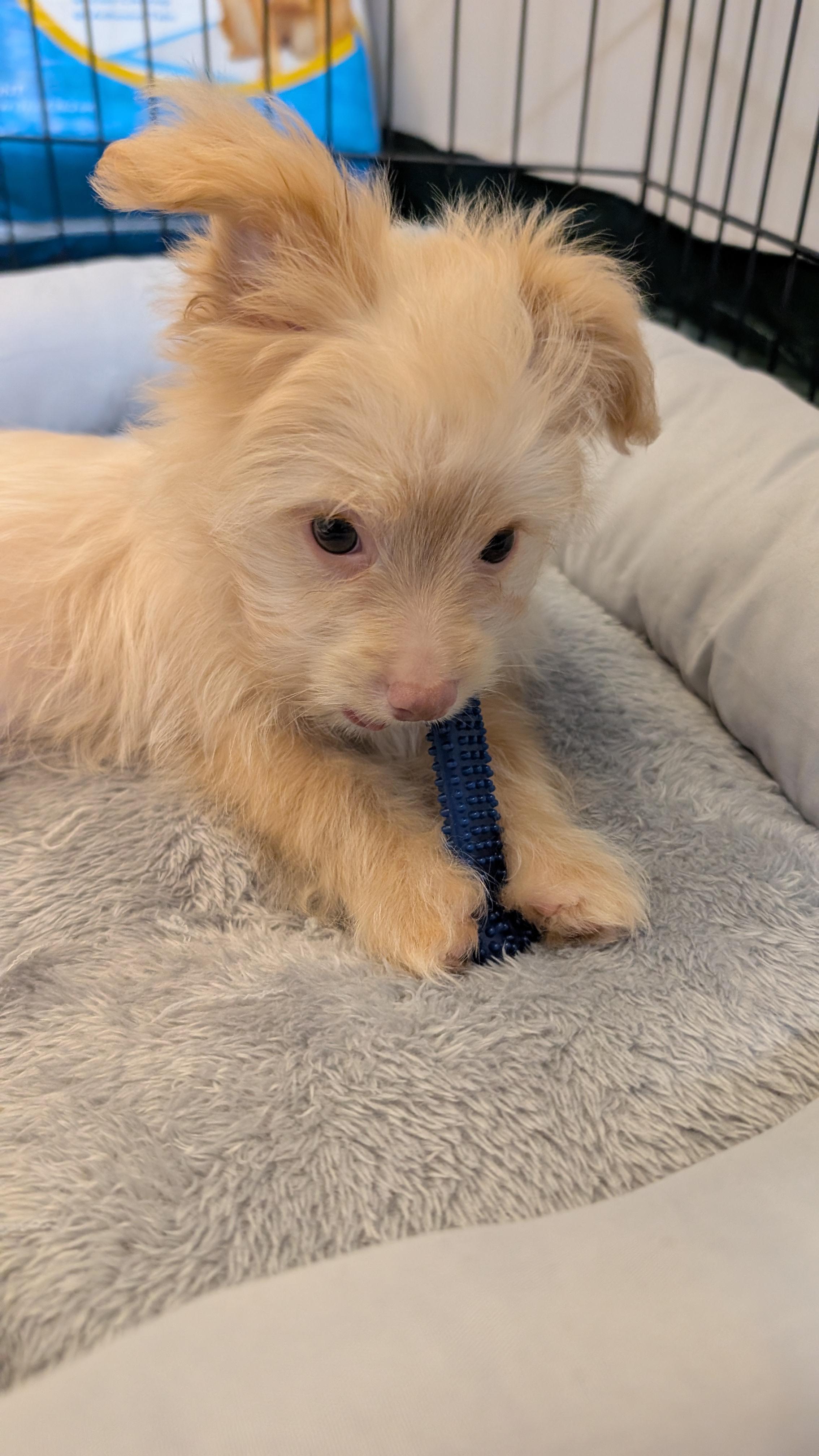 Bam Bam (The Flinstones), a ADOPTABLE mixed breed in Redwood City, CA image 2/6