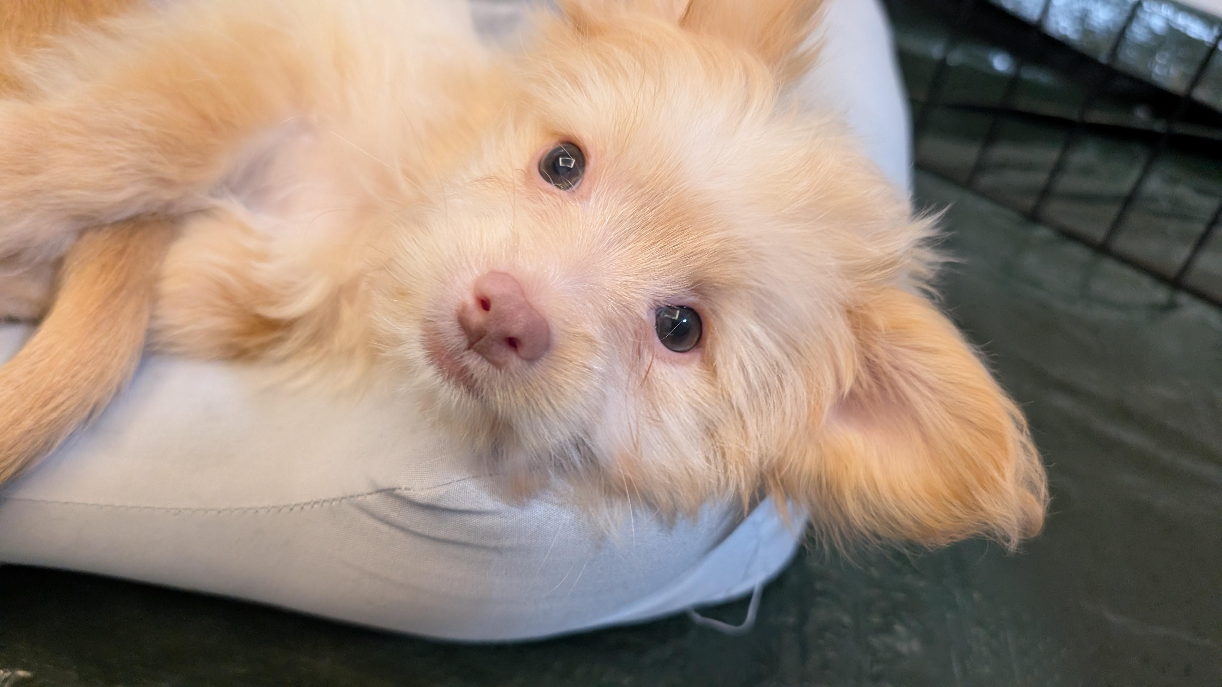 Bam Bam (The Flinstones), a ADOPTABLE mixed breed in Redwood City, CA image 3/6