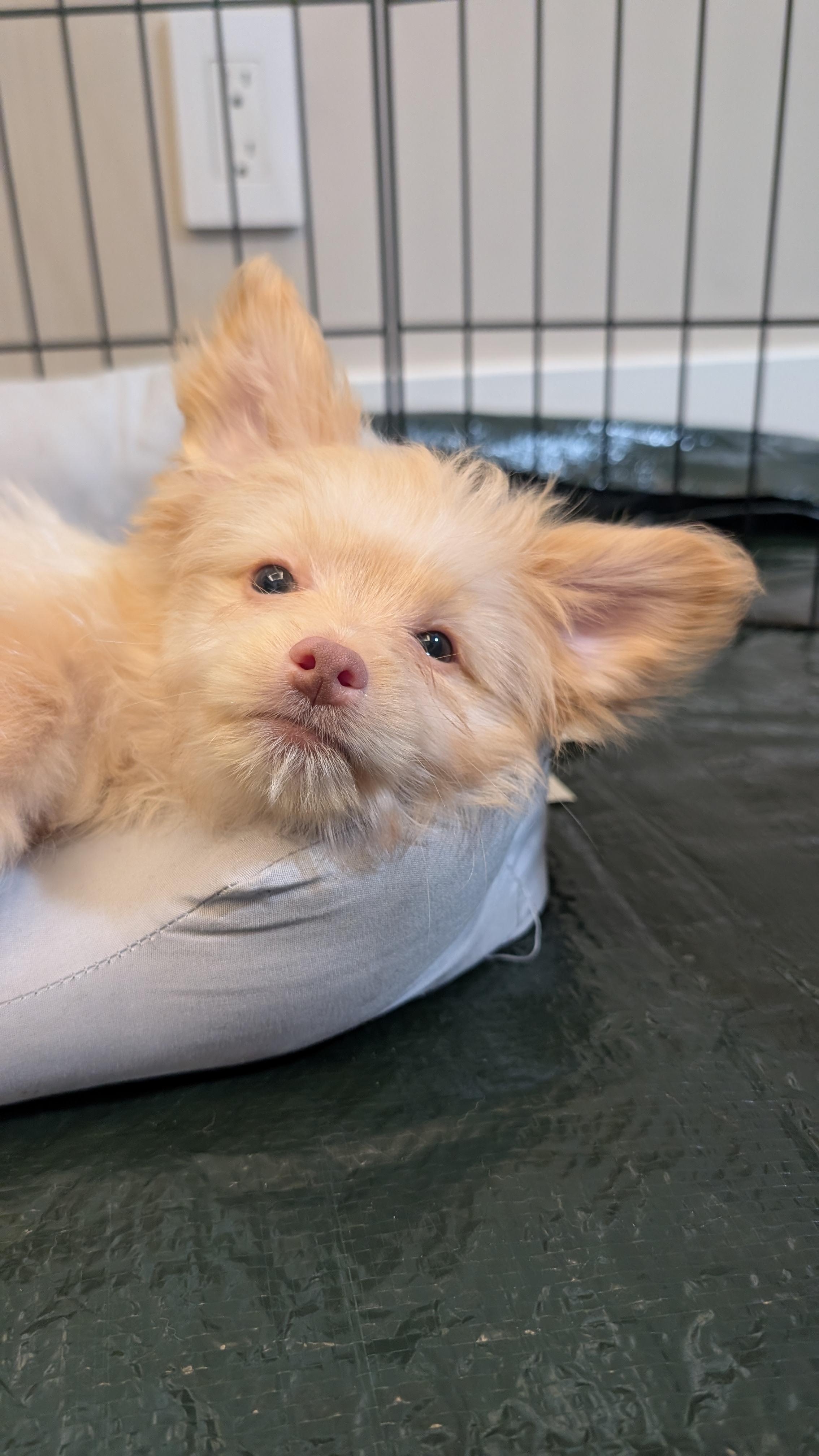Bam Bam (The Flinstones), a ADOPTABLE mixed breed in Redwood City, CA image 4/6