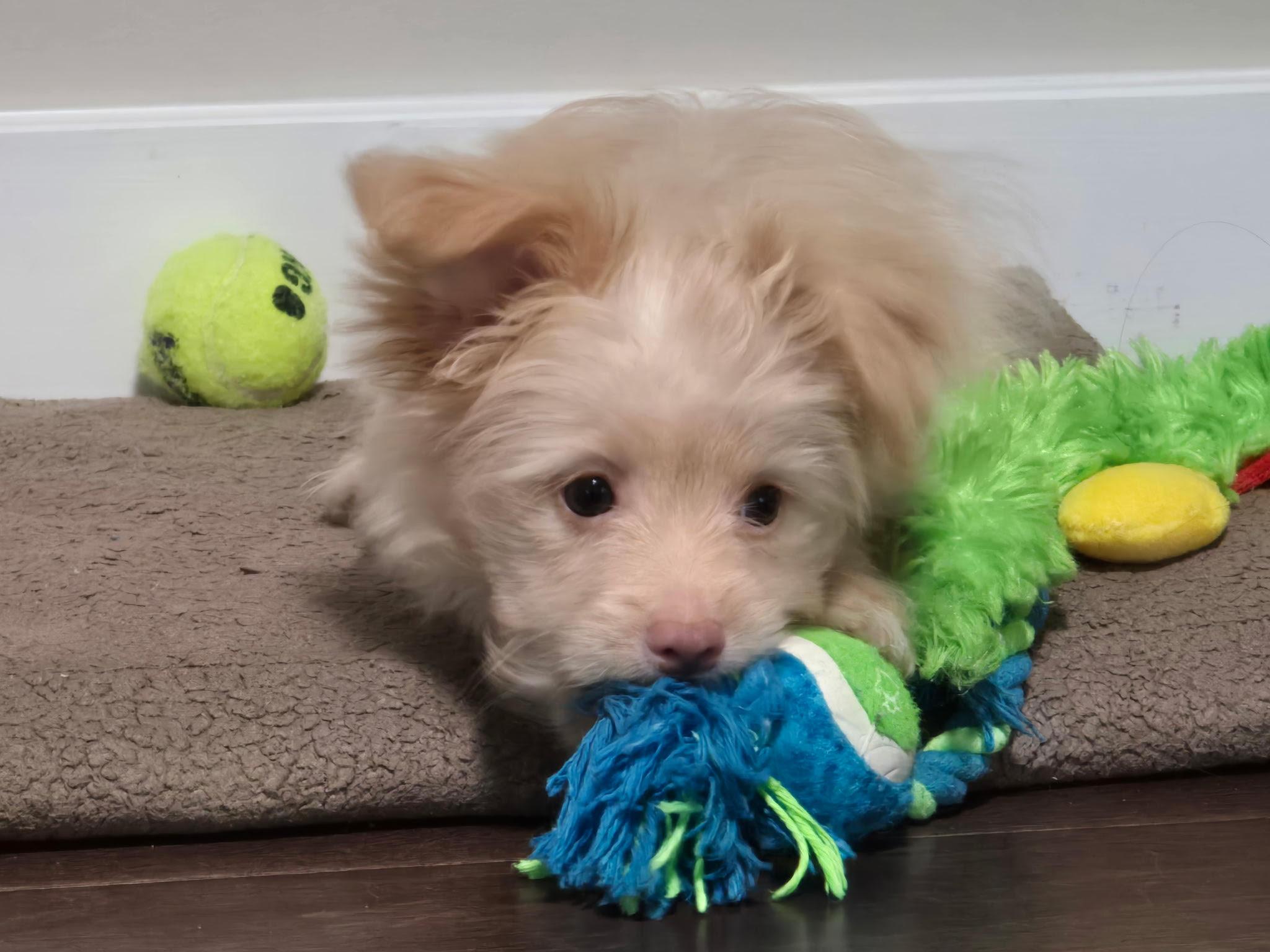 Bam Bam (The Flinstones), a ADOPTABLE mixed breed in Redwood City, CA image 5/6