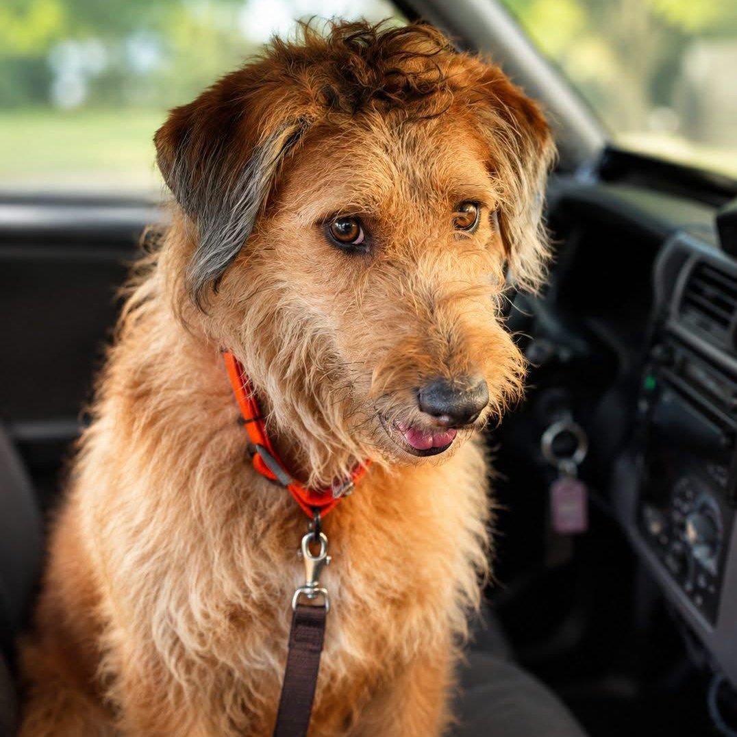 Enlarge Cowboy, a Adopted mixed breed in Brentwood, TN image 3/5