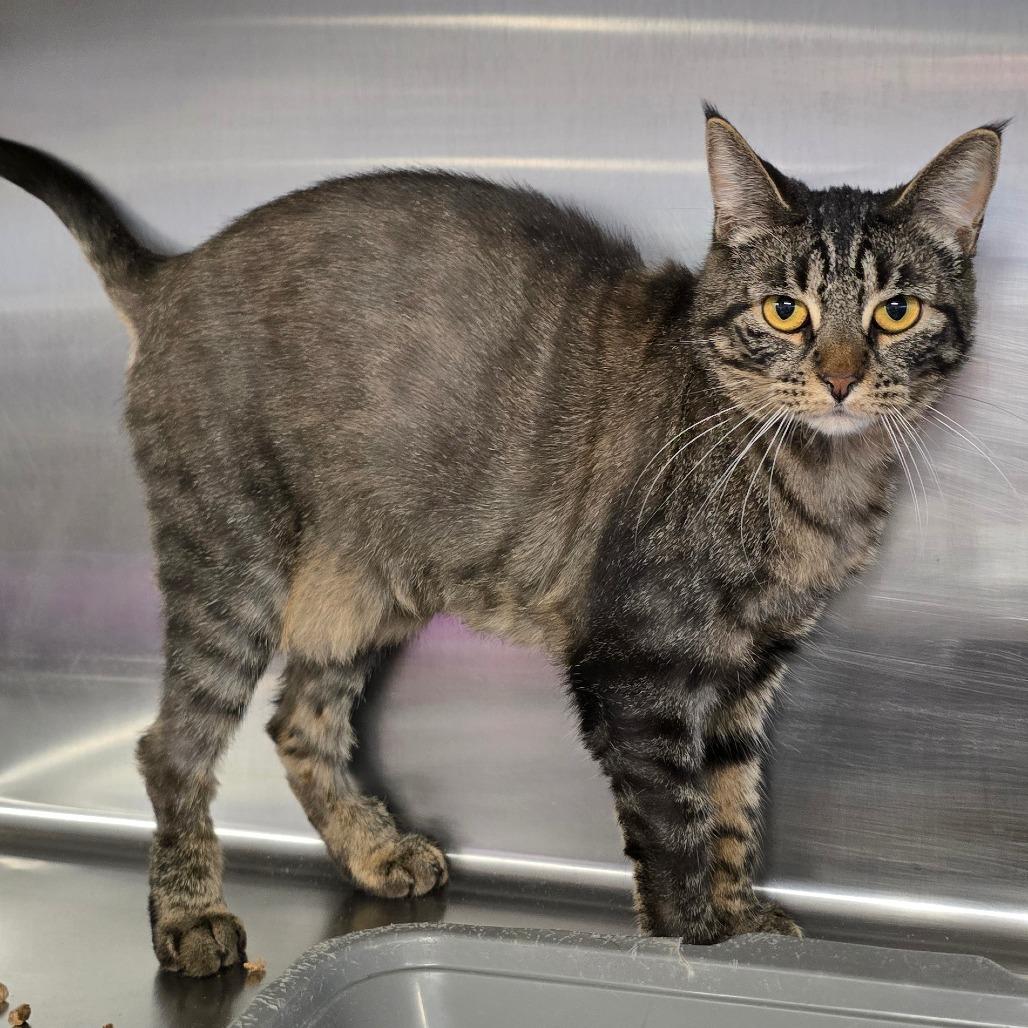 Ava, Adoptable, Young Female Domestic Short Hair.
