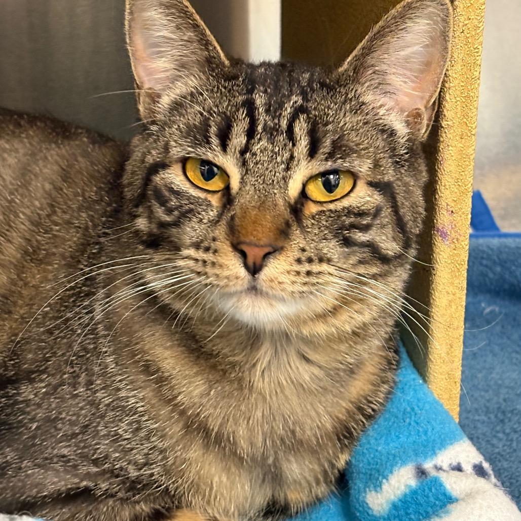 Enlarge Ava, a Adoptable Domestic Short Hair in Spokane, WA image 2/2