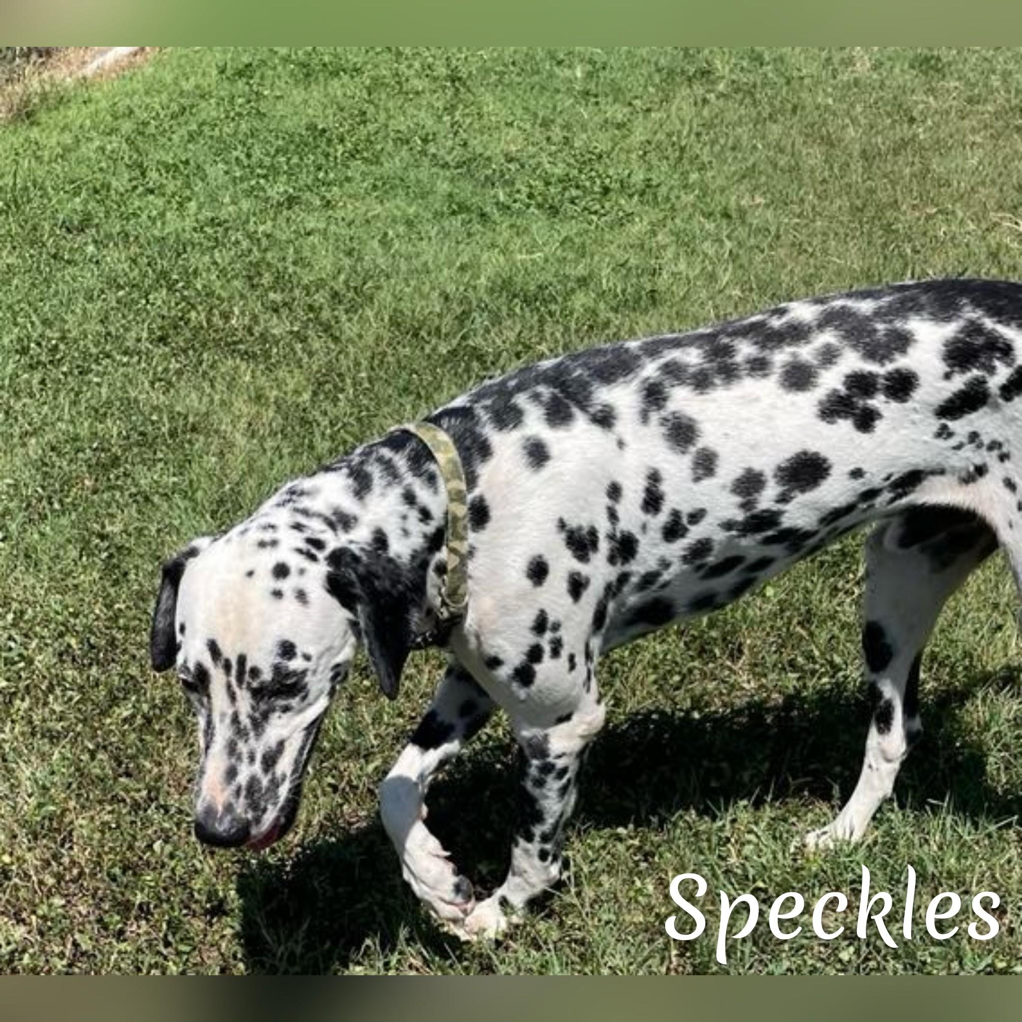 Speckles photo 2