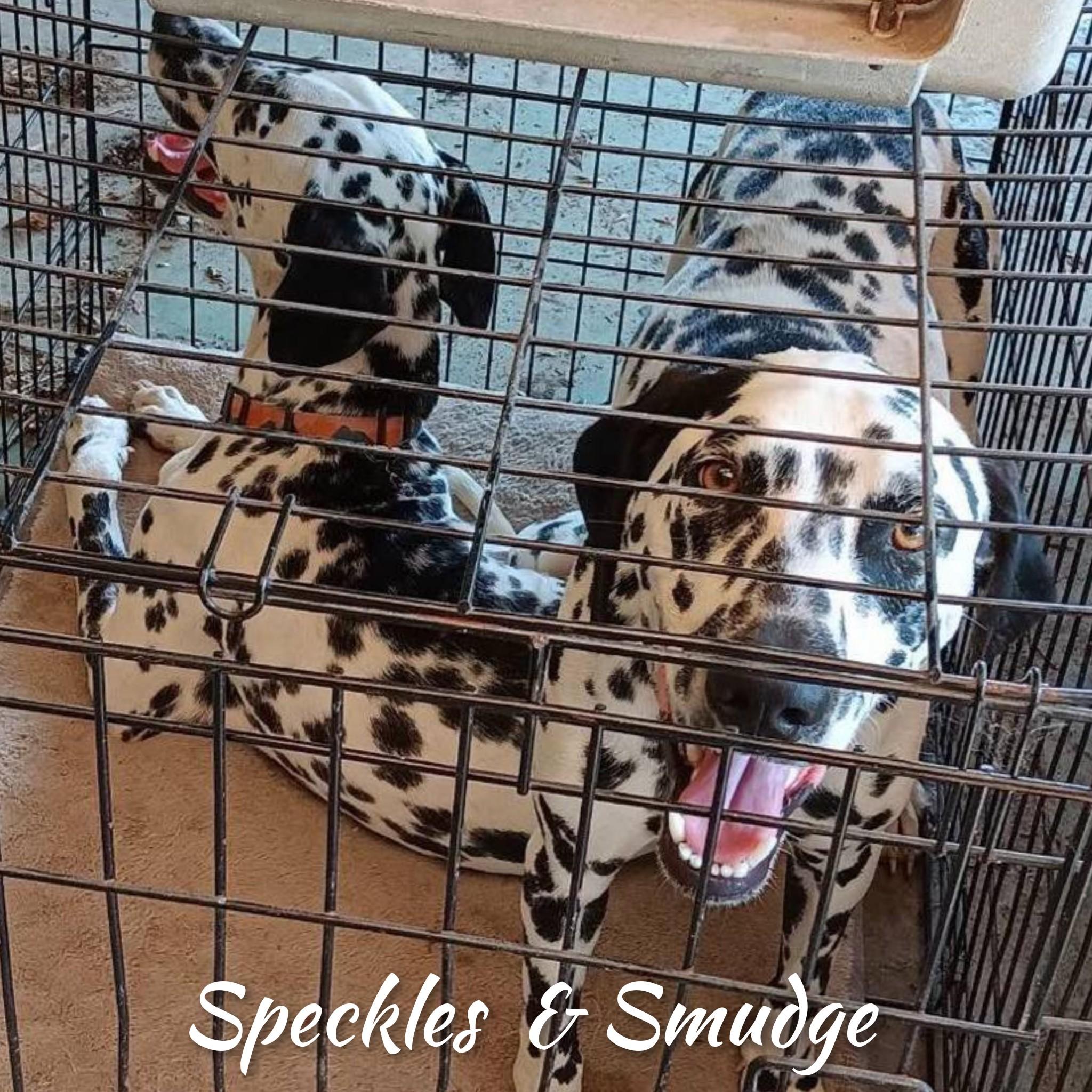 Speckles photo 3