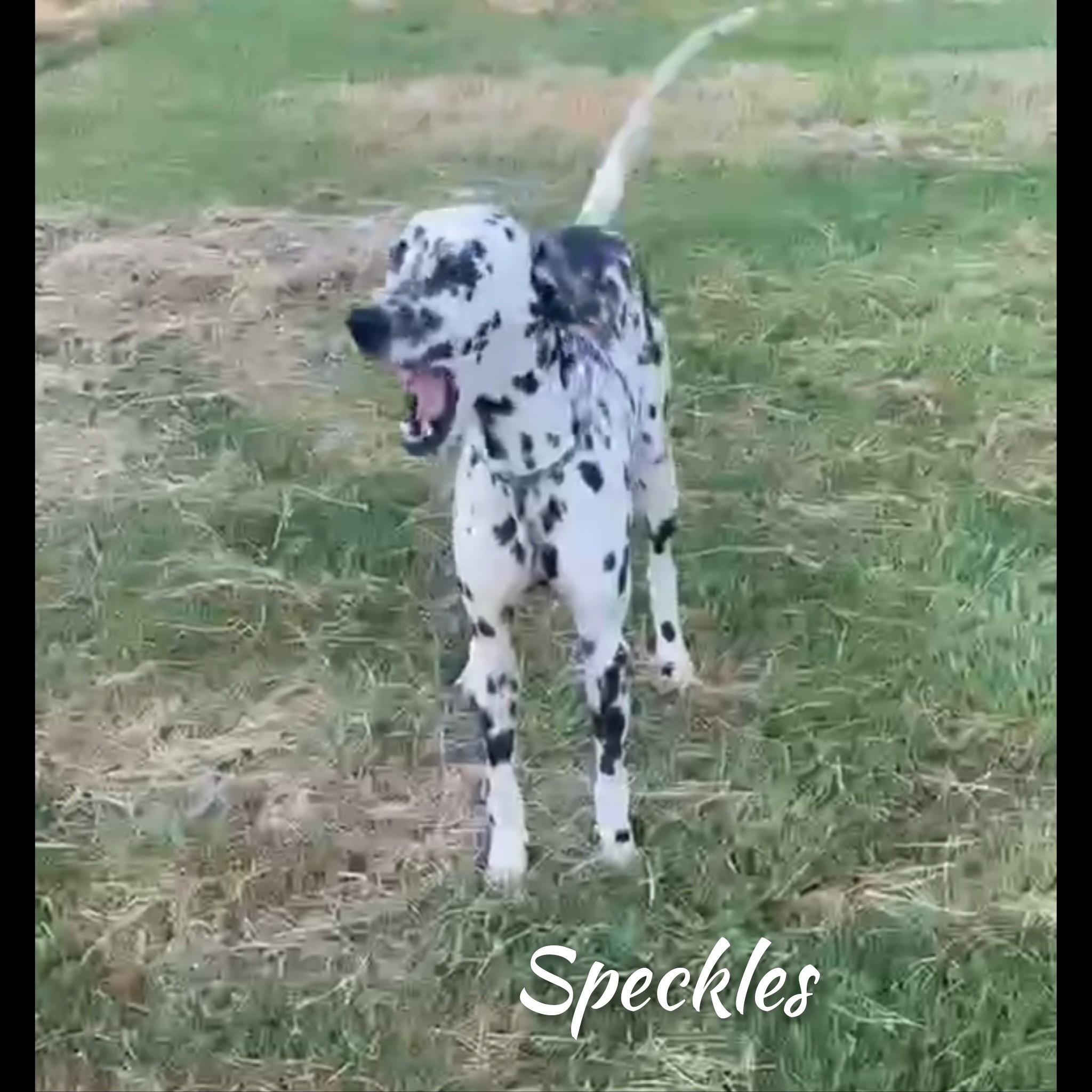 Speckles photo 1