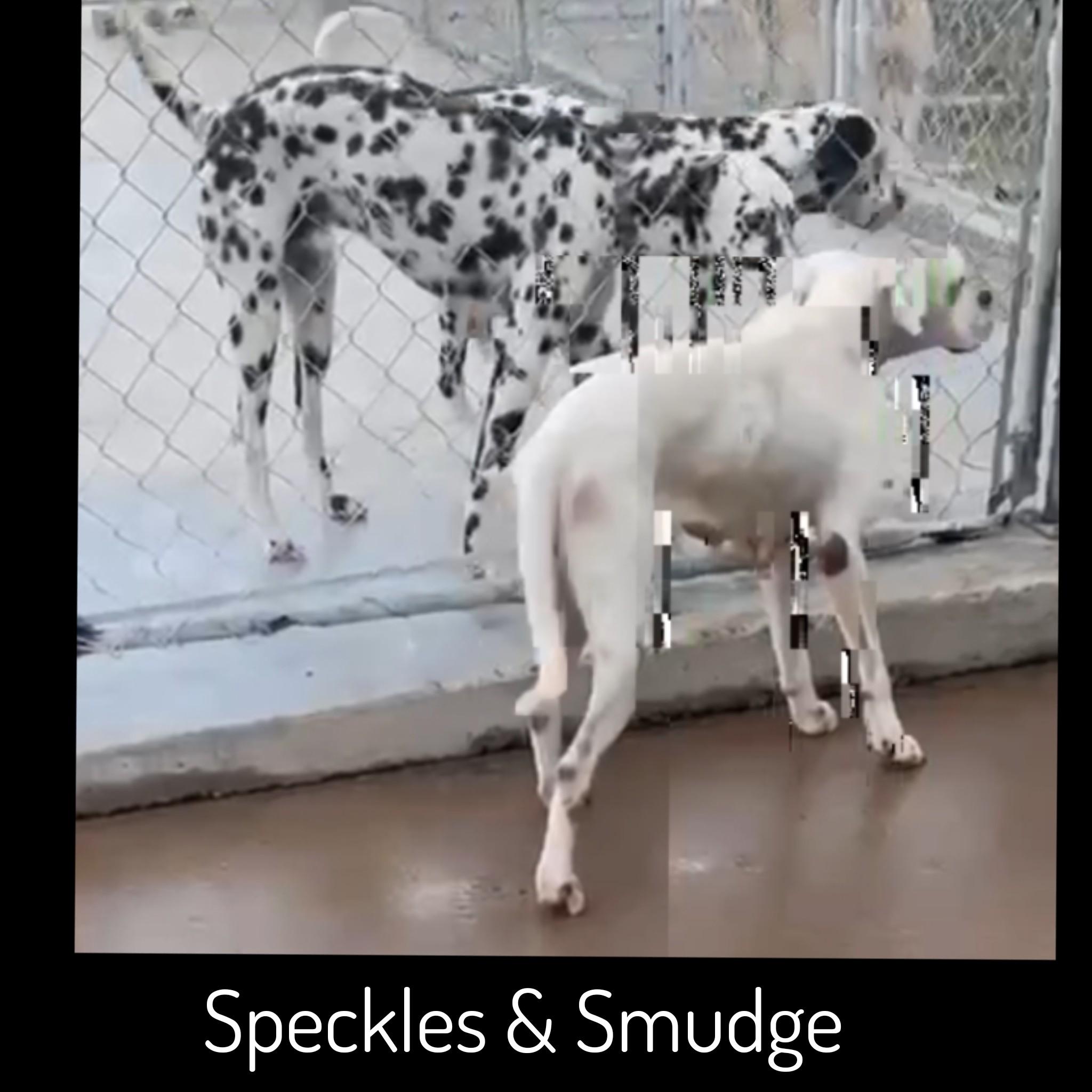 Speckles photo 4