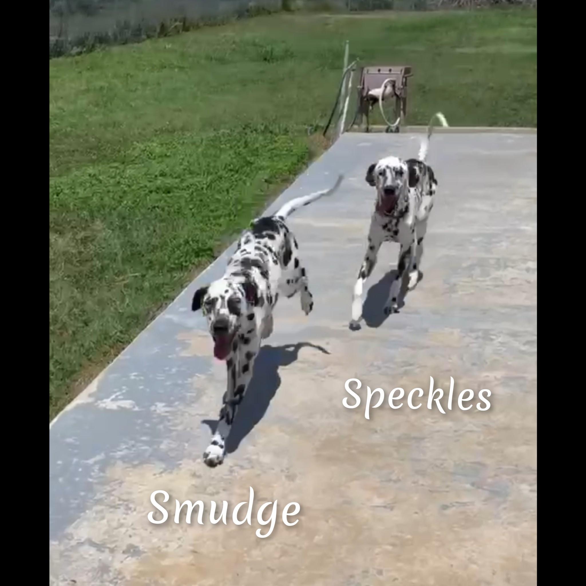 Speckles photo 5