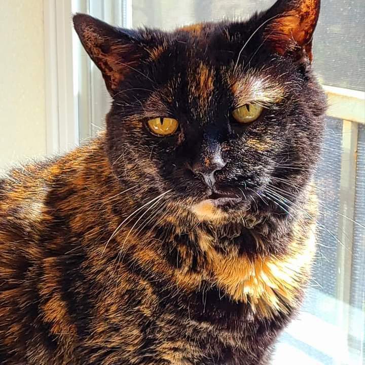 Enlarge Kira, a Adoptable Domestic Short Hair in Dillsburg, PA image 9/12