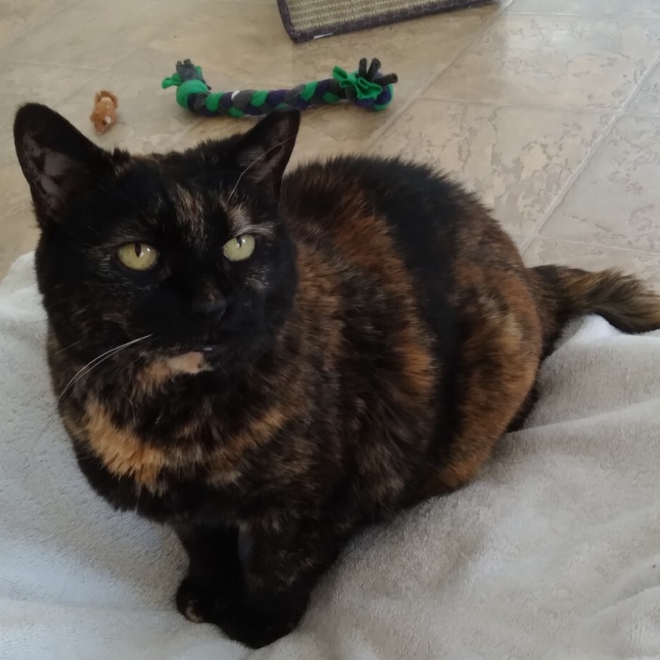 Kira, a Adoptable Domestic Short Hair in Dillsburg, PA image 1/12