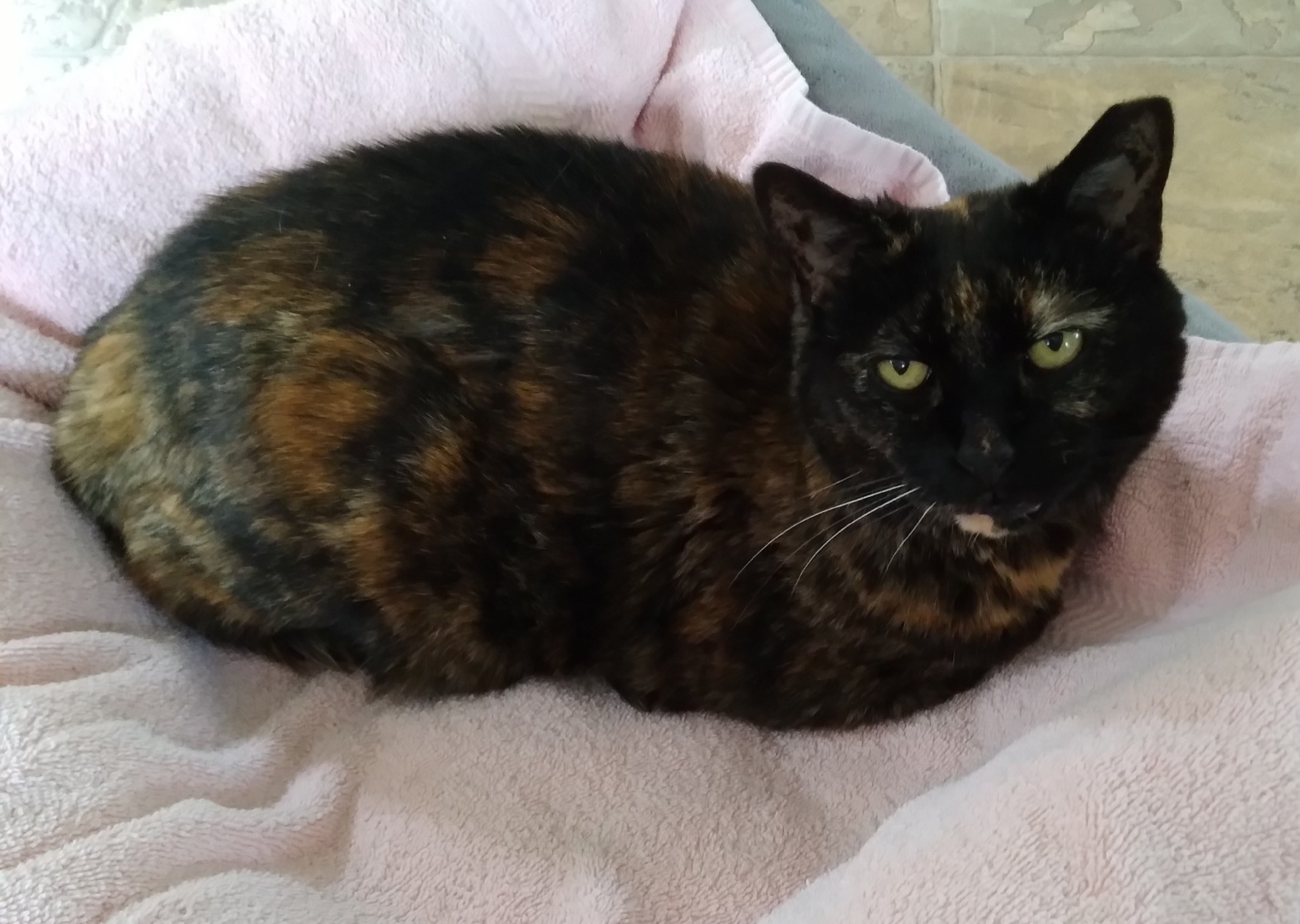 Enlarge Kira, a Adoptable Domestic Short Hair in Dillsburg, PA image 10/12