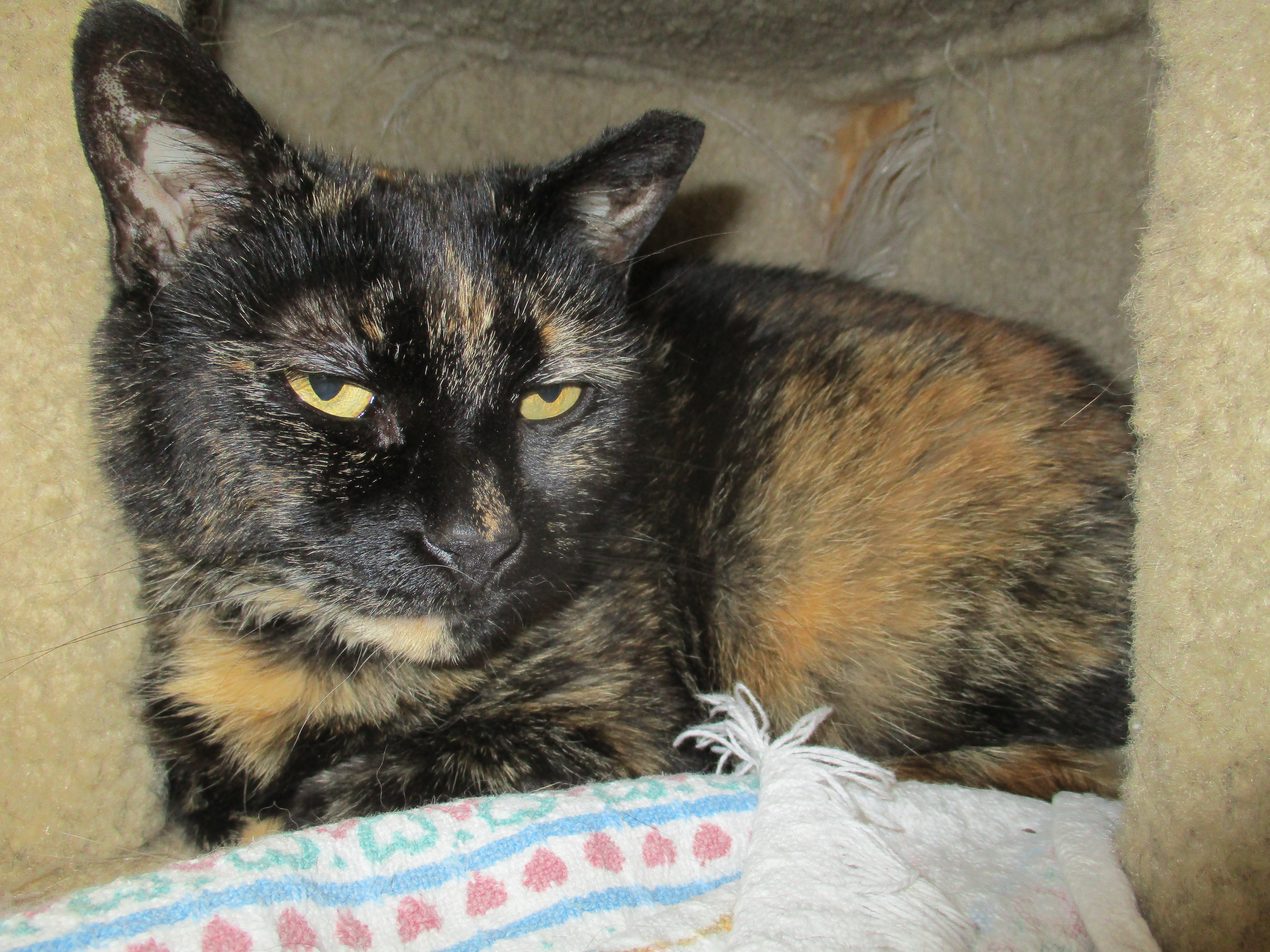 Enlarge Kira, a Adoptable Domestic Short Hair in Dillsburg, PA image 12/12