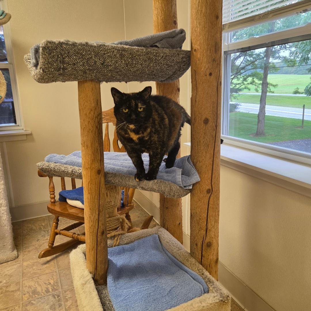 Enlarge Kira, a Adoptable Domestic Short Hair in Dillsburg, PA image 4/6