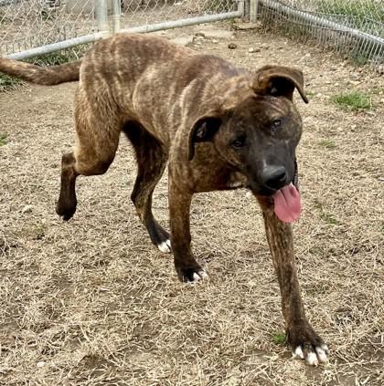 Enlarge Trigger, a Adoptable mixed breed in West Memphis, AR image 1/3
