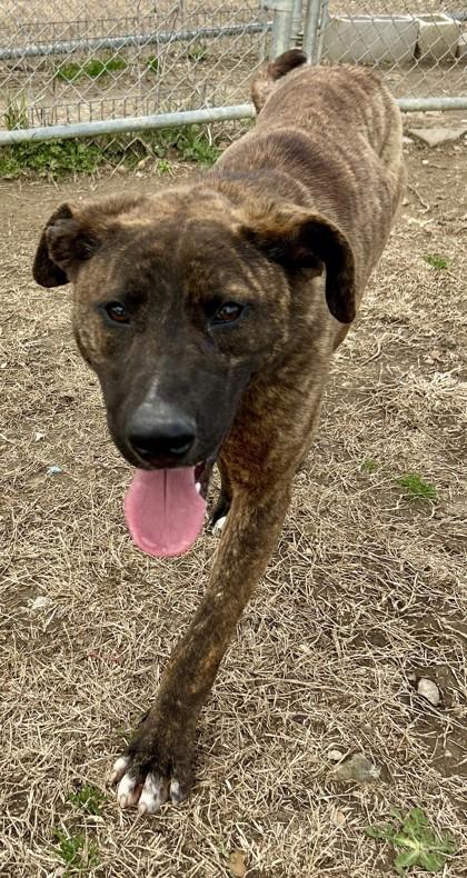 Enlarge Trigger, a Adoptable mixed breed in West Memphis, AR image 1/3
