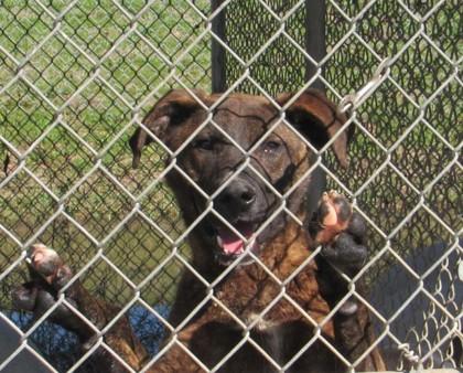 Enlarge Trigger, a Adoptable mixed breed in West Memphis, AR image 2/3