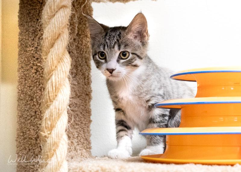 Enlarge Cuddle Bug, a Adoptable mixed breed in Monroe, GA image 2/3