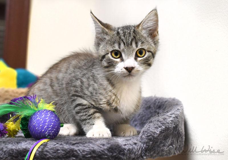 Enlarge Cuddle Bug, a Adoptable mixed breed in Monroe, GA image 3/3