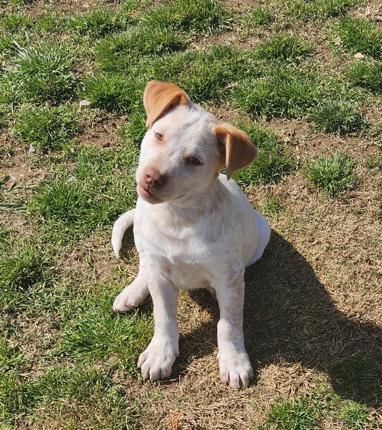 Wilbur, a ADOPTABLE mixed breed in Siloam Springs, AR image 2/4