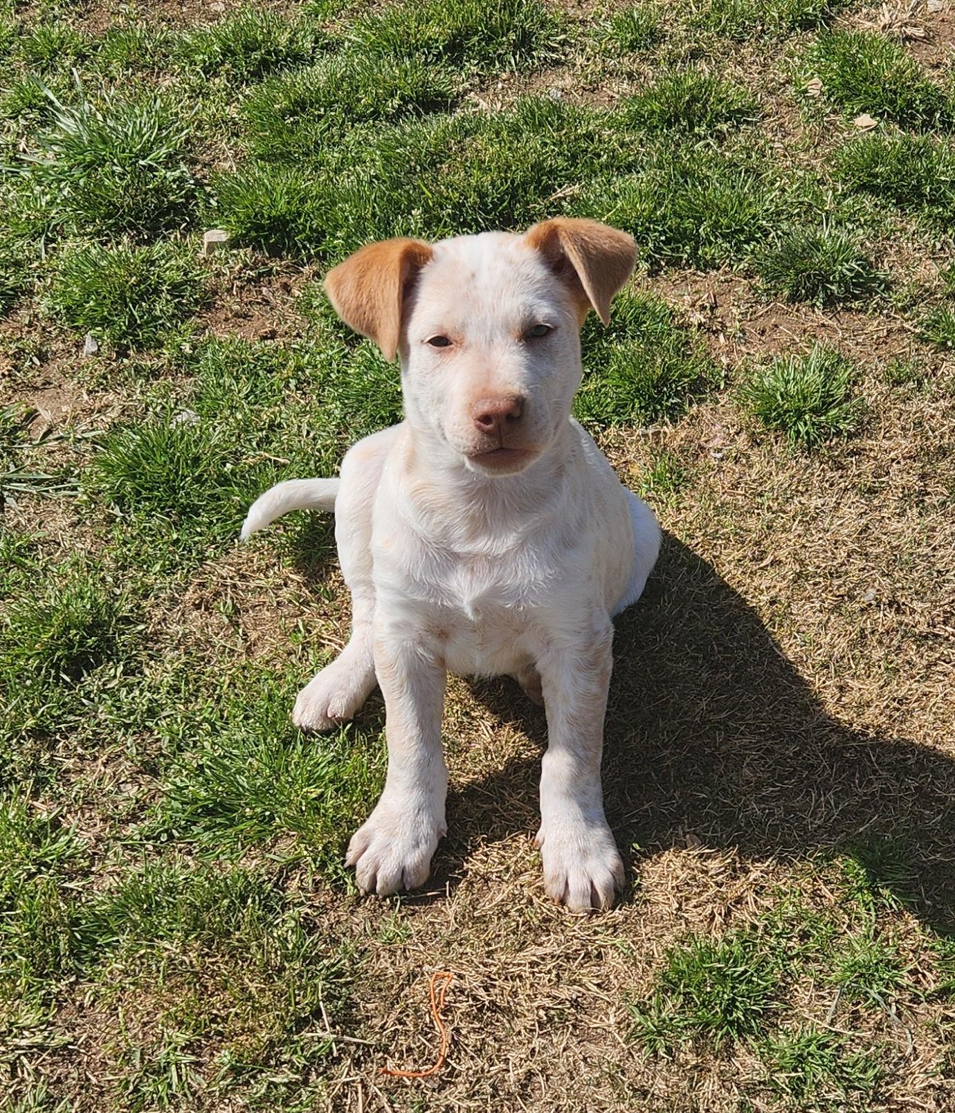 Wilbur, a ADOPTABLE mixed breed in Siloam Springs, AR image 1/4