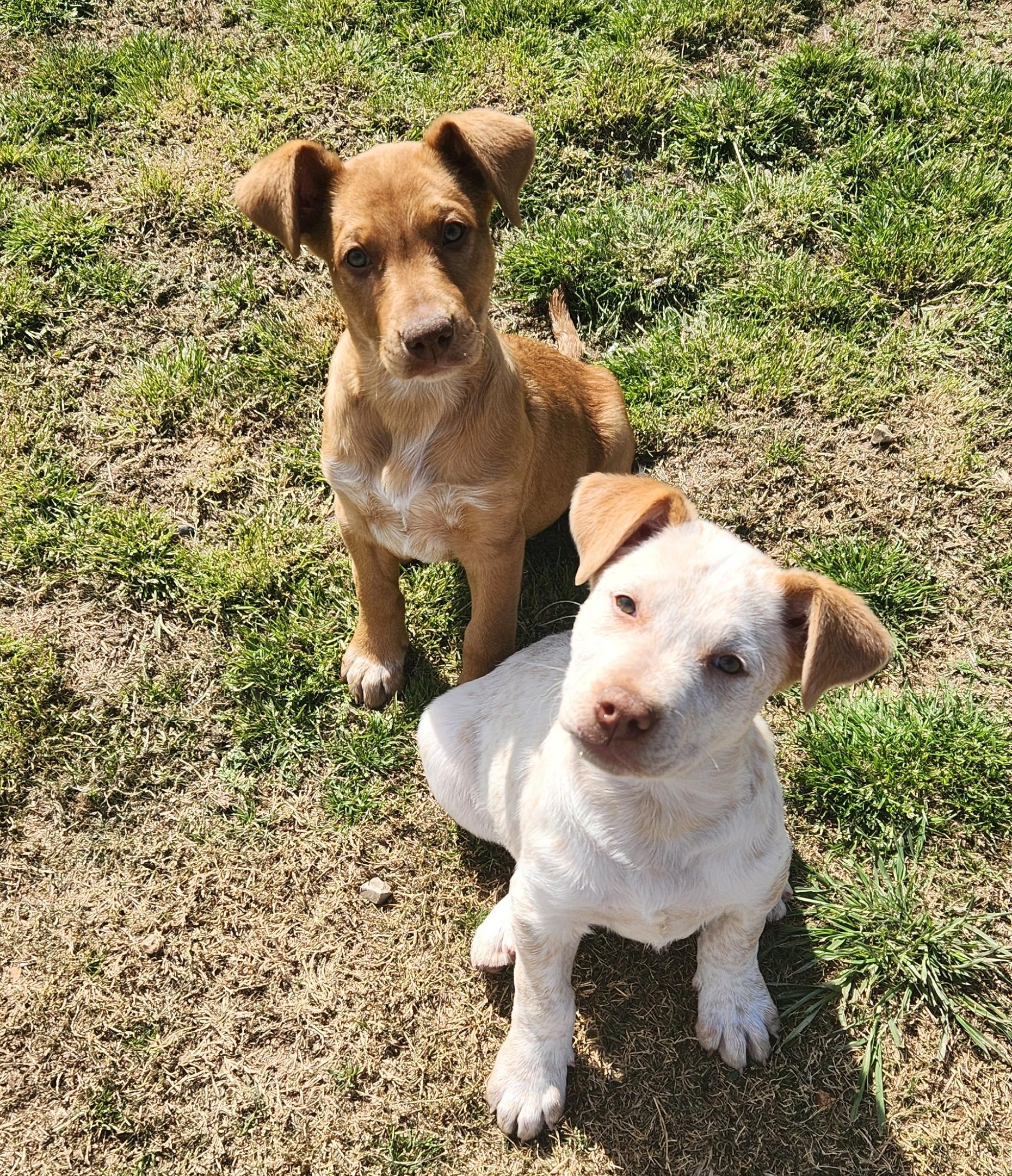 Wilbur, a ADOPTABLE mixed breed in Siloam Springs, AR image 4/4