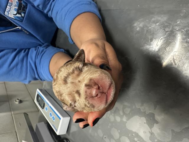 MOONEY — thumbnail 2