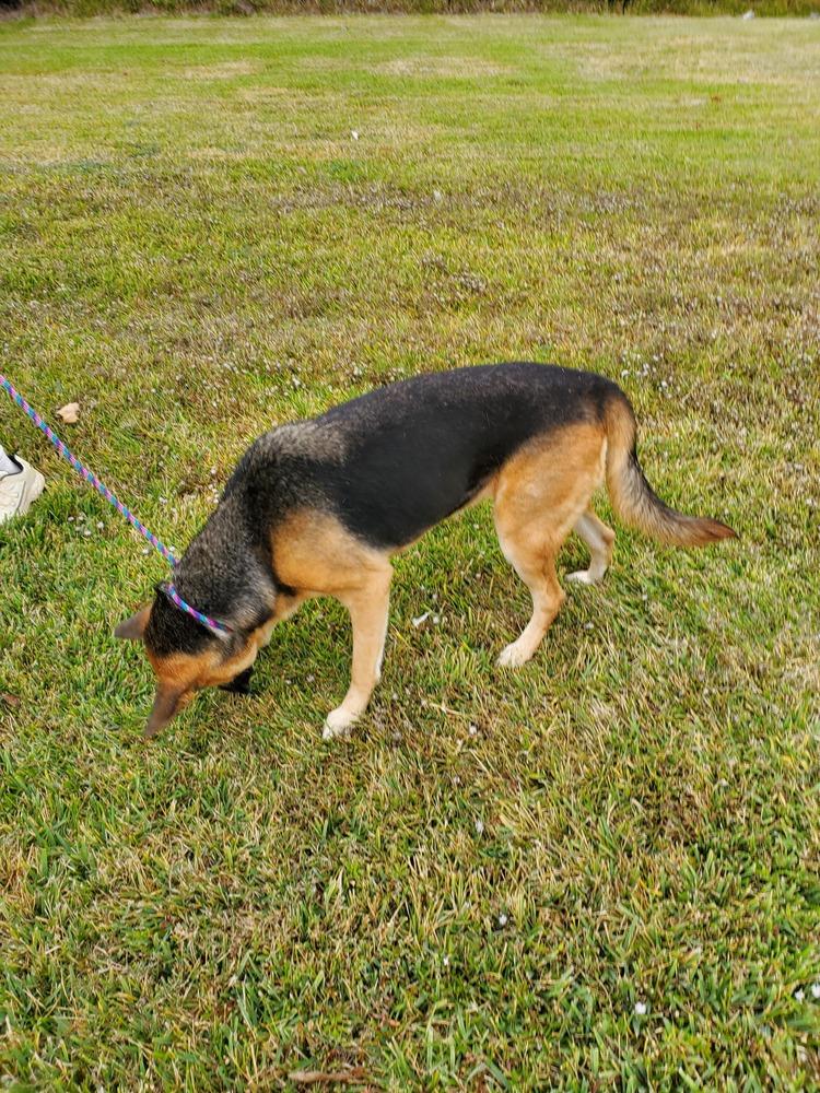 Quinn, a Adoptable German Shepherd Dog in Houston, TX image 1/6