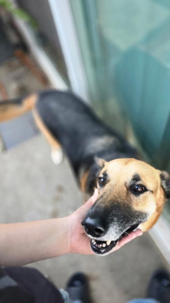Quinn, a Adoptable German Shepherd Dog in Houston, TX image 2/6