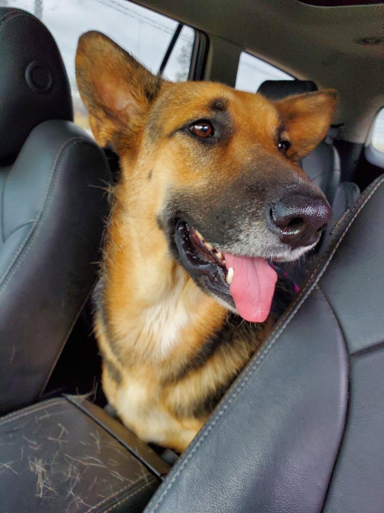 Quinn, a Adoptable German Shepherd Dog in Houston, TX image 3/6