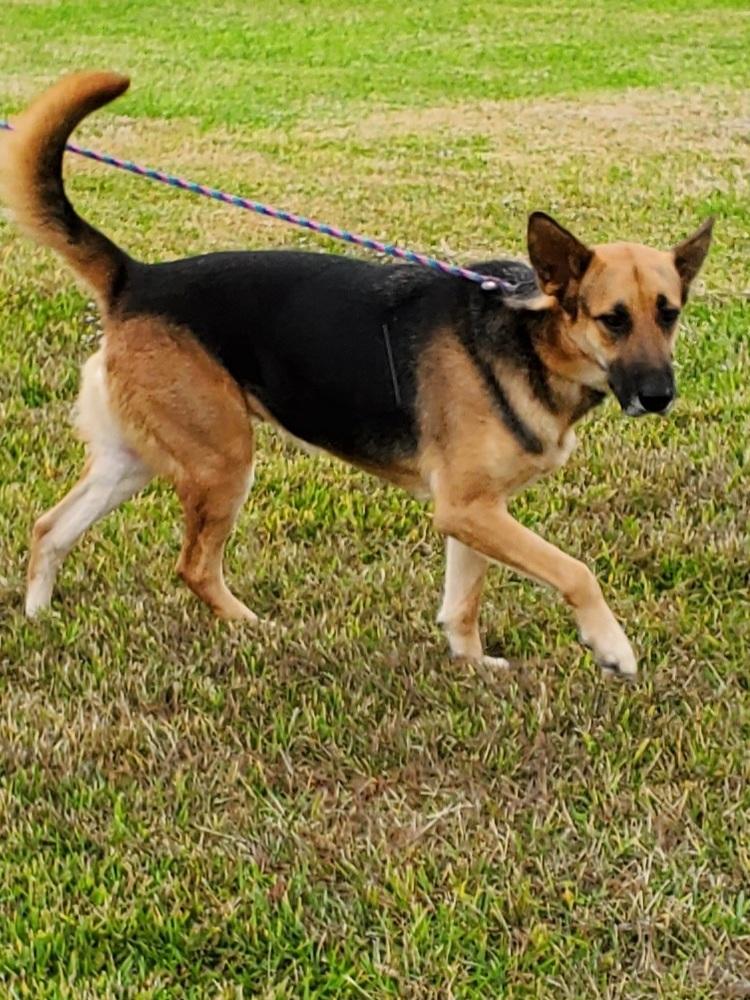 Quinn, a Adoptable German Shepherd Dog in Houston, TX image 4/6