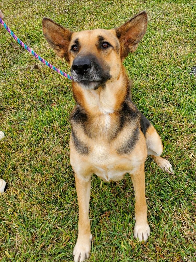 Quinn, a Adoptable German Shepherd Dog in Houston, TX image 5/6