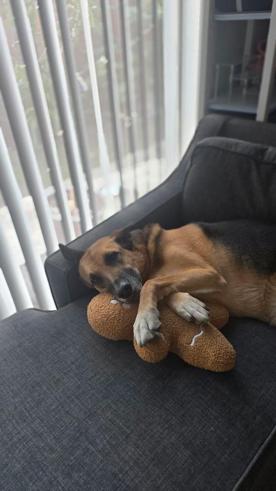 Quinn, a Adoptable German Shepherd Dog in Houston, TX image 6/6