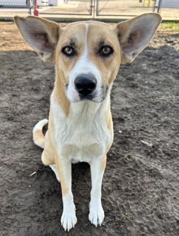 Vera, Adoptable, Adult Female Basenji & Carolina Dog.