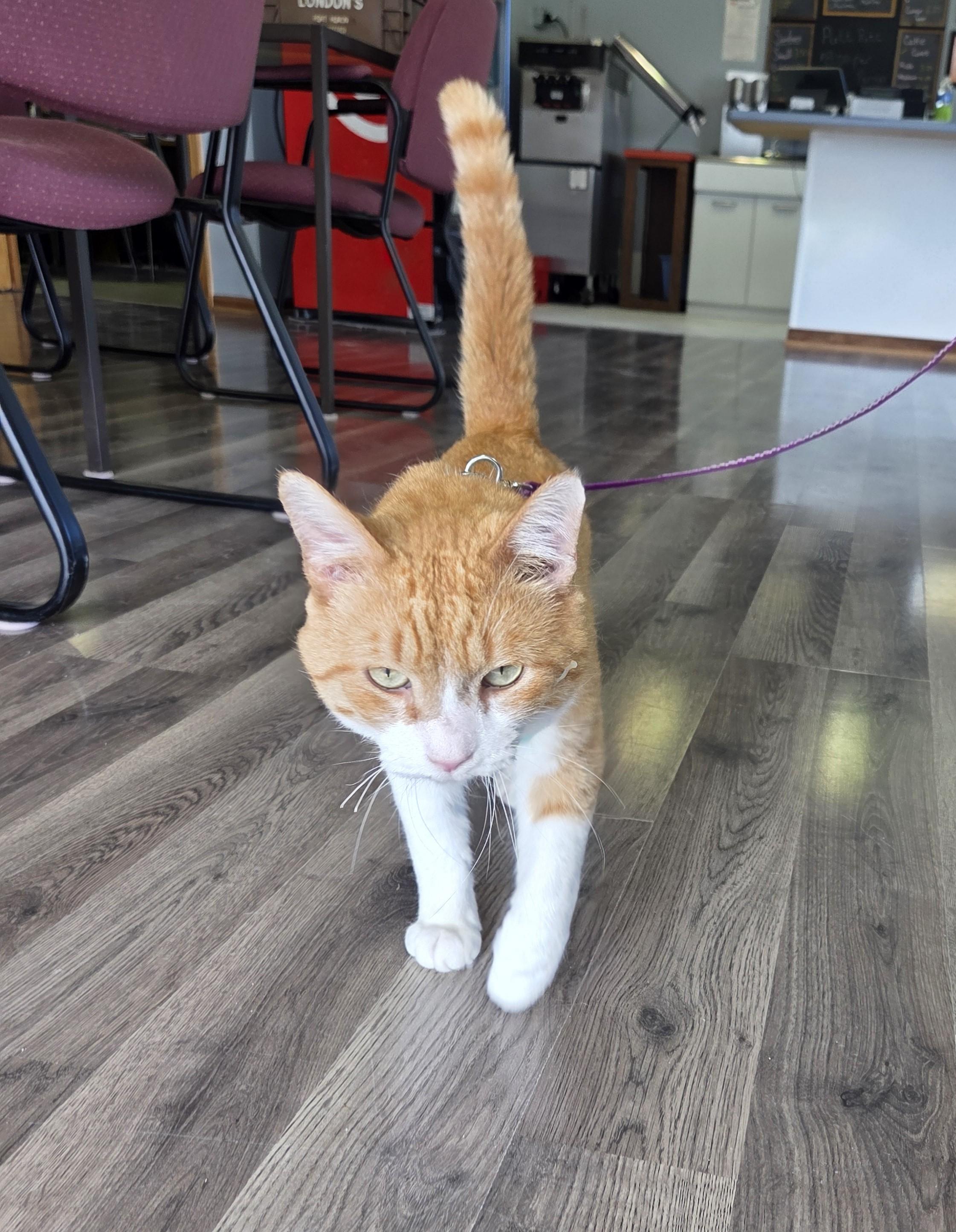 Enlarge Scorch, a Adoptable mixed breed in Lexington, MI image 5/6