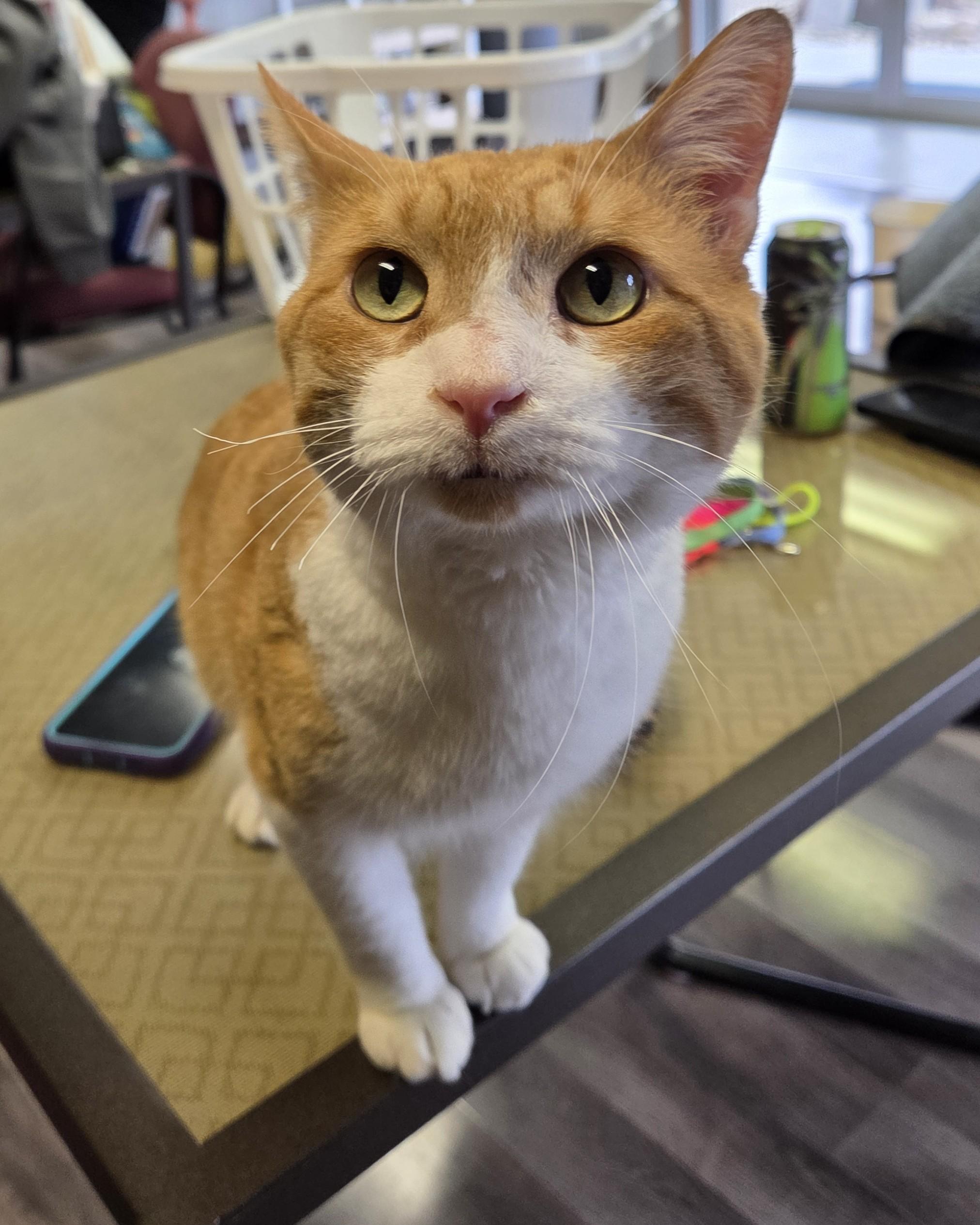 Enlarge Scorch, a Adoptable mixed breed in Lexington, MI image 3/6