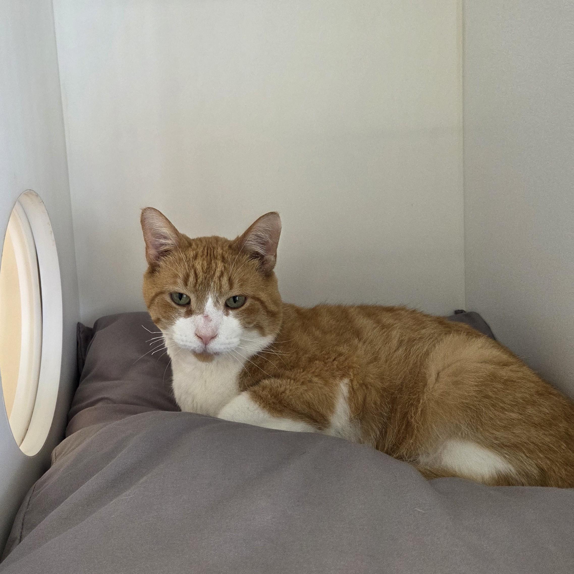 Scorch, Adoptable, Adult Male Domestic Short Hair.