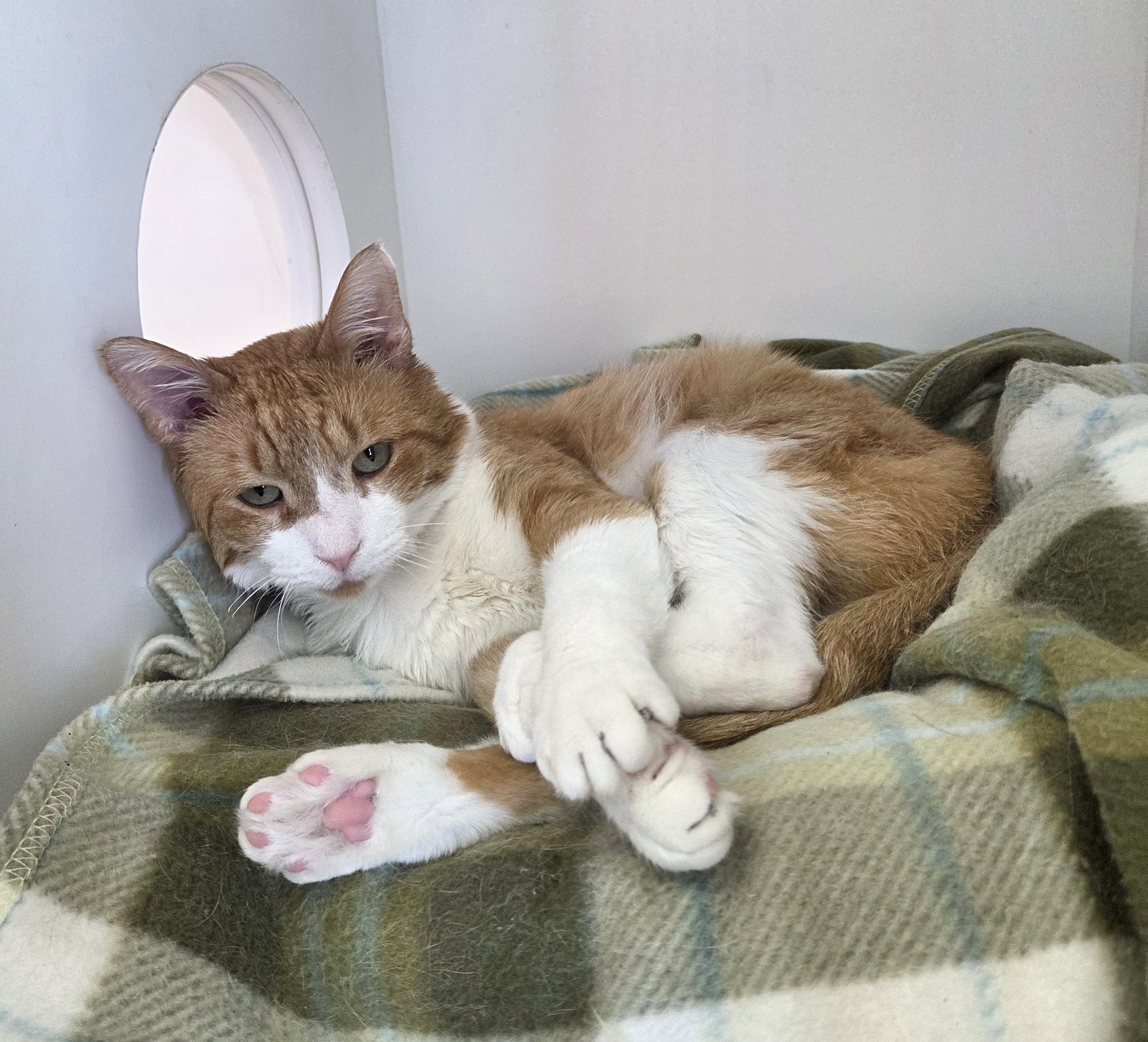 Scorch, Adopted, Adult Male Domestic Short Hair.