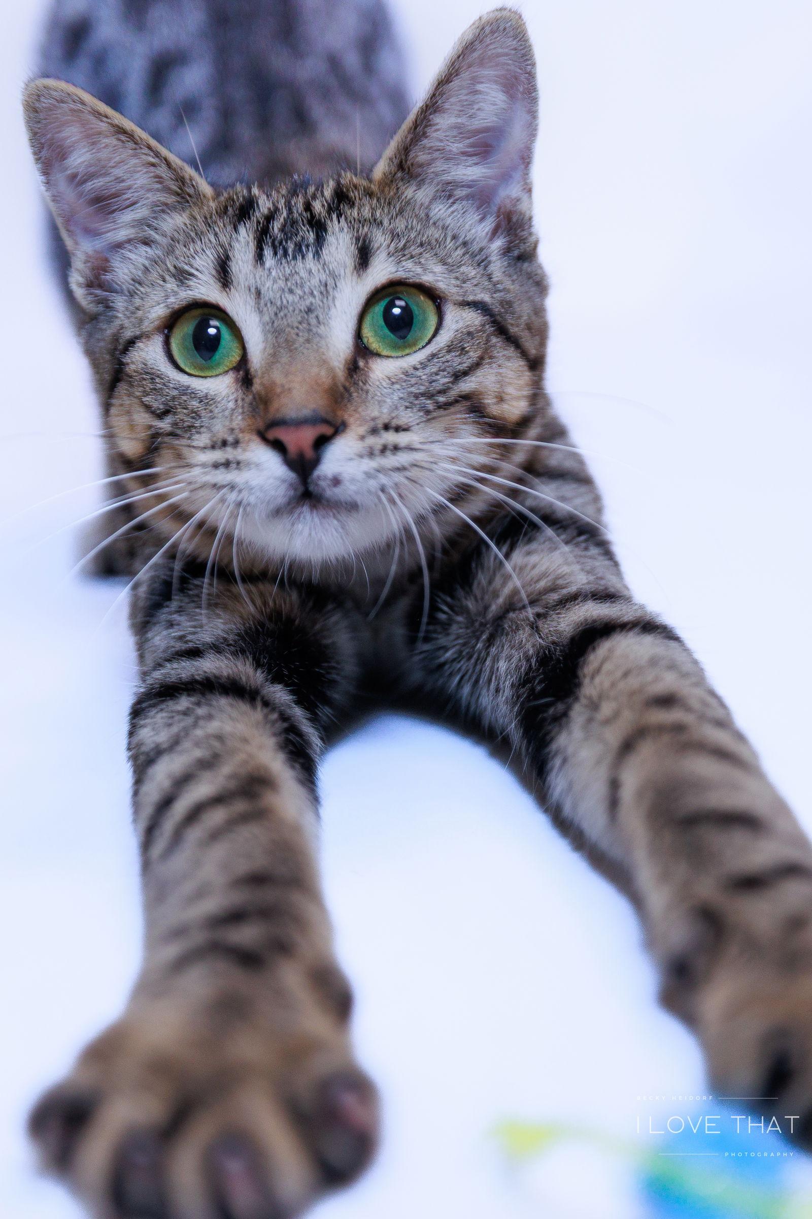 Rosemary, Adoptable, Young Female Domestic Short Hair.