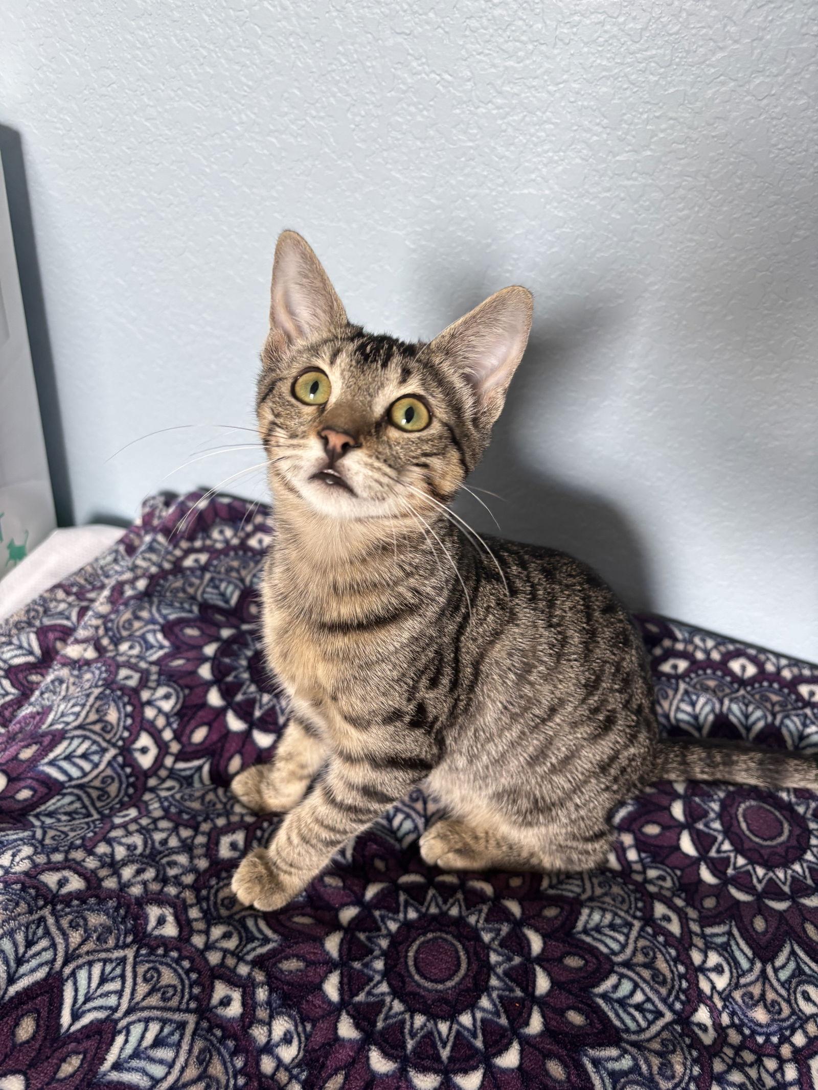 Rosemary, a Adoptable Domestic Short Hair in The Woodlands, TX image 2/3