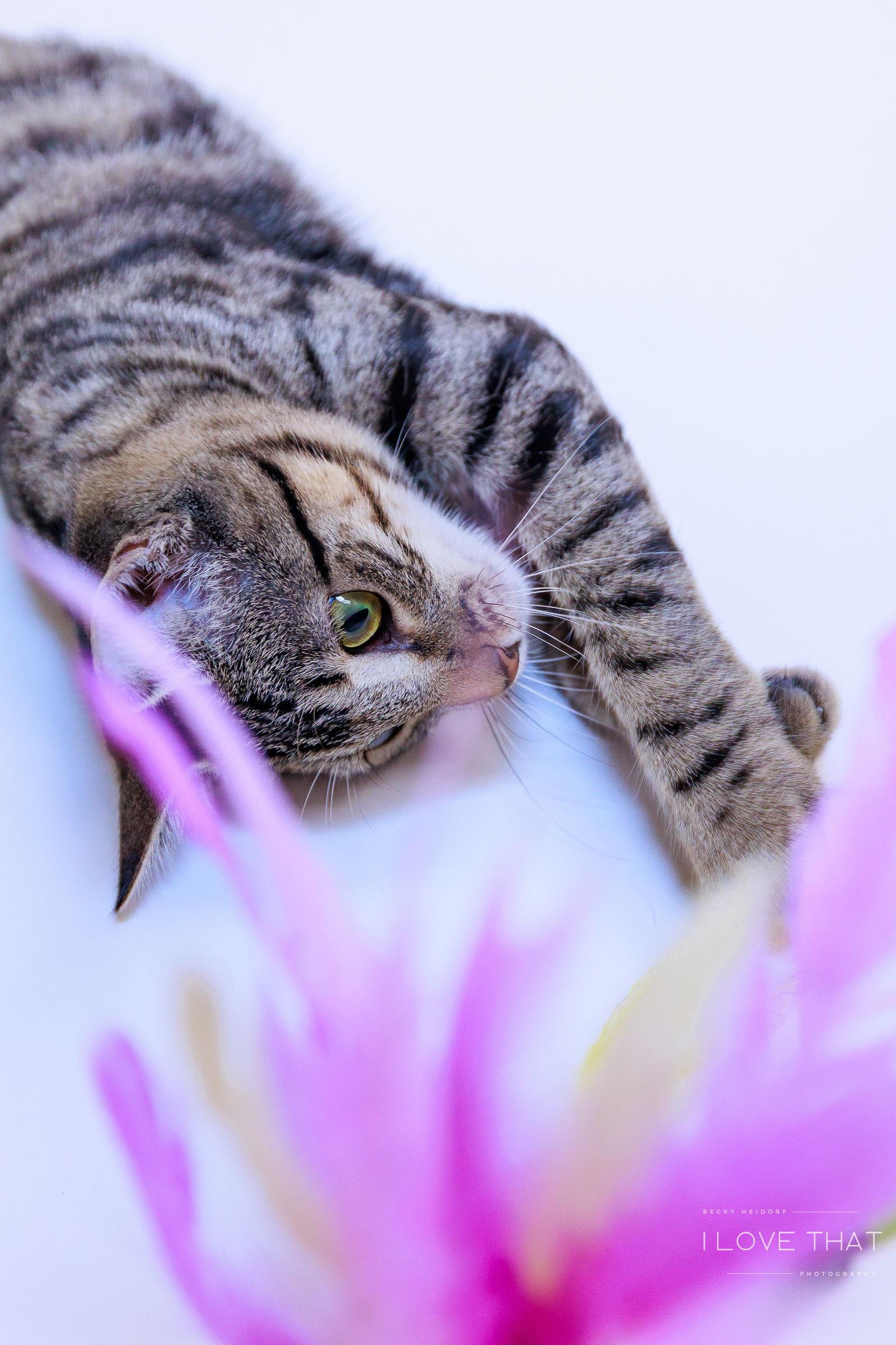 Rosemary, a Adoptable Domestic Short Hair in The Woodlands, TX image 3/3