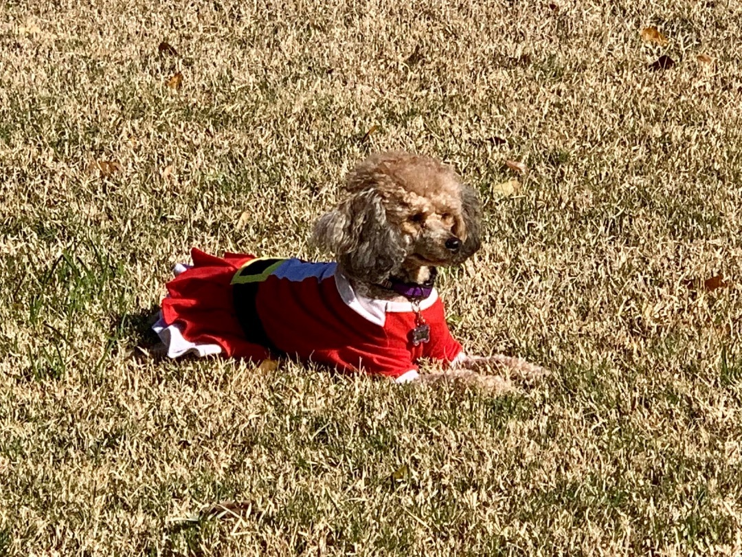 Sadie, Adoptable, Young Female Poodle.