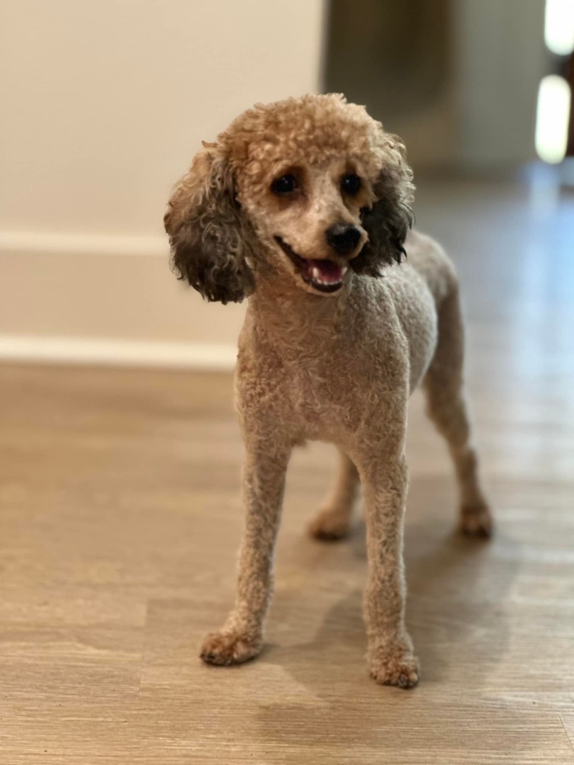 Sadie, a Adoptable Poodle in Gonzales, LA image 2/2
