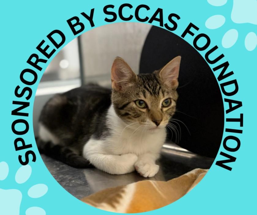 Enlarge LONDON*, a Adoptable Domestic Short Hair in Santa Cruz, CA image 1/1