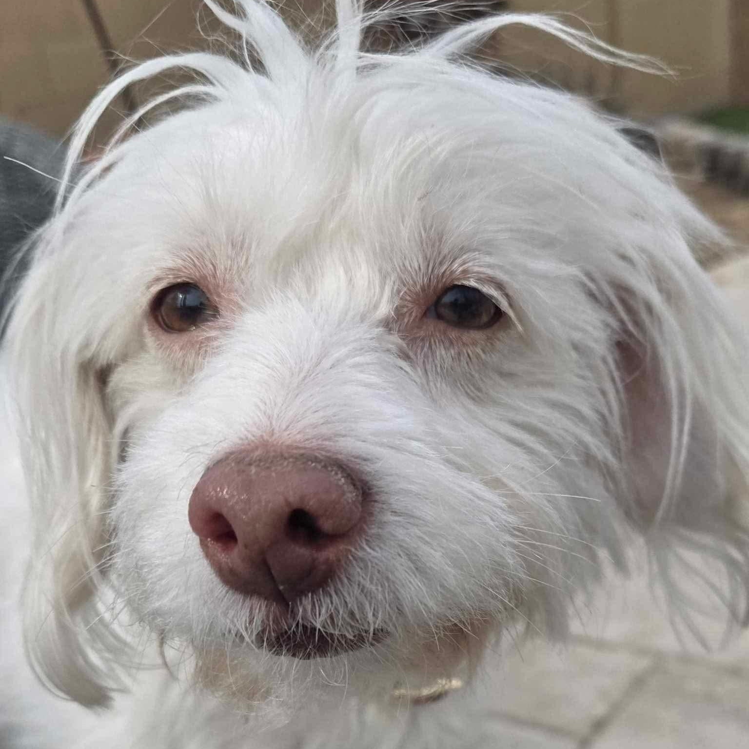 Opal, ADOPTABLE, Young Female Maltipoo.