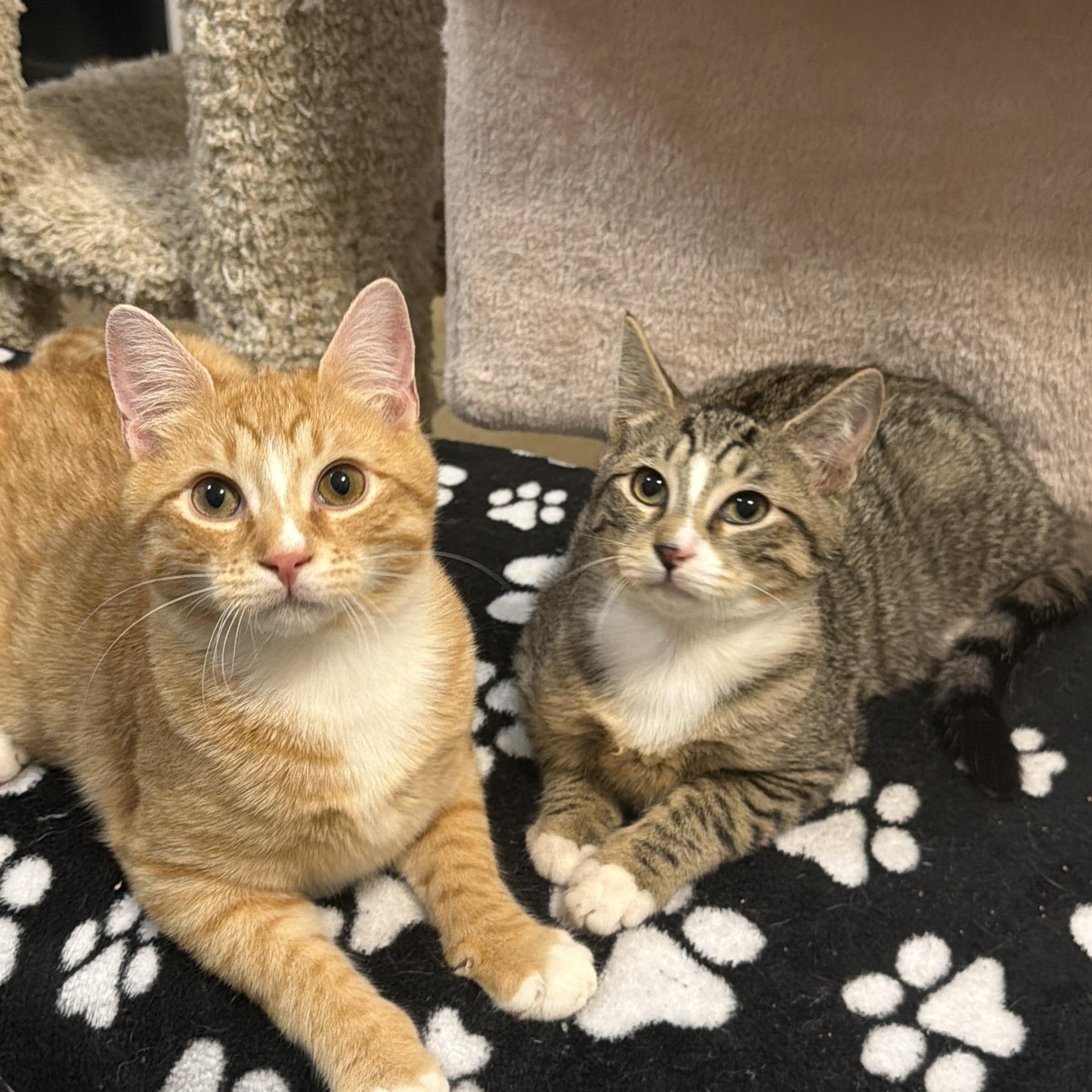 CAPTAIN JACK aka JACK, an adopted Domestic Short Hair in Hamilton, NJ image 5/5